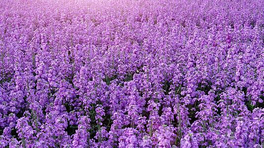 春季开花的紫罗兰视频的预览图