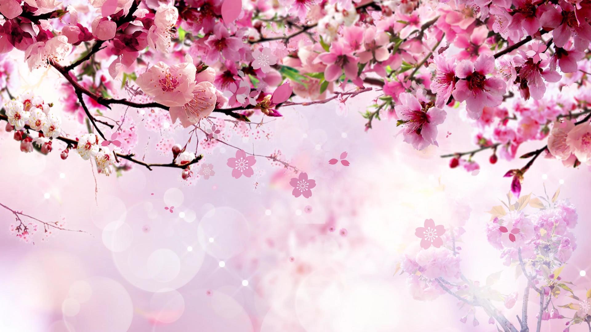 4K唯美春天樱花背景视频视频的预览图