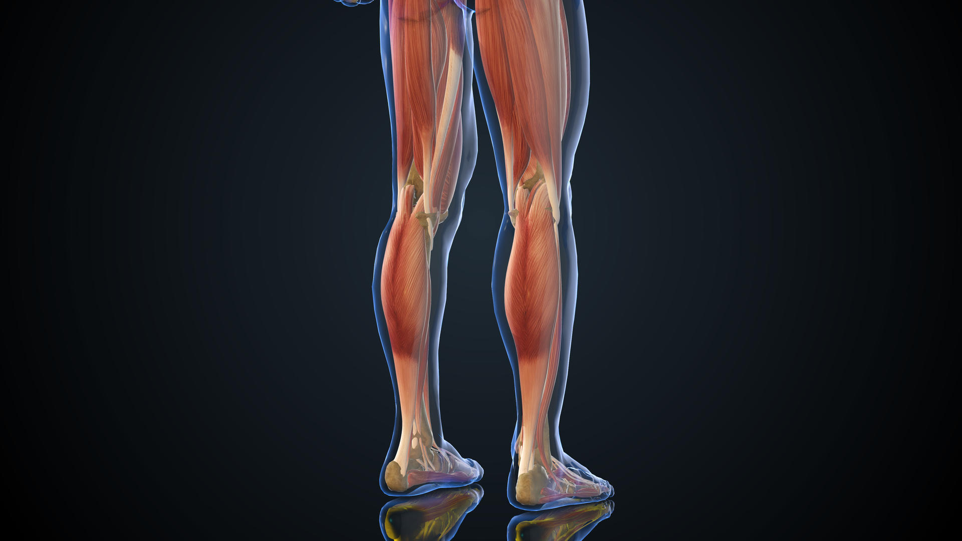 4K人体医疗下肢肌肉视频的预览图
