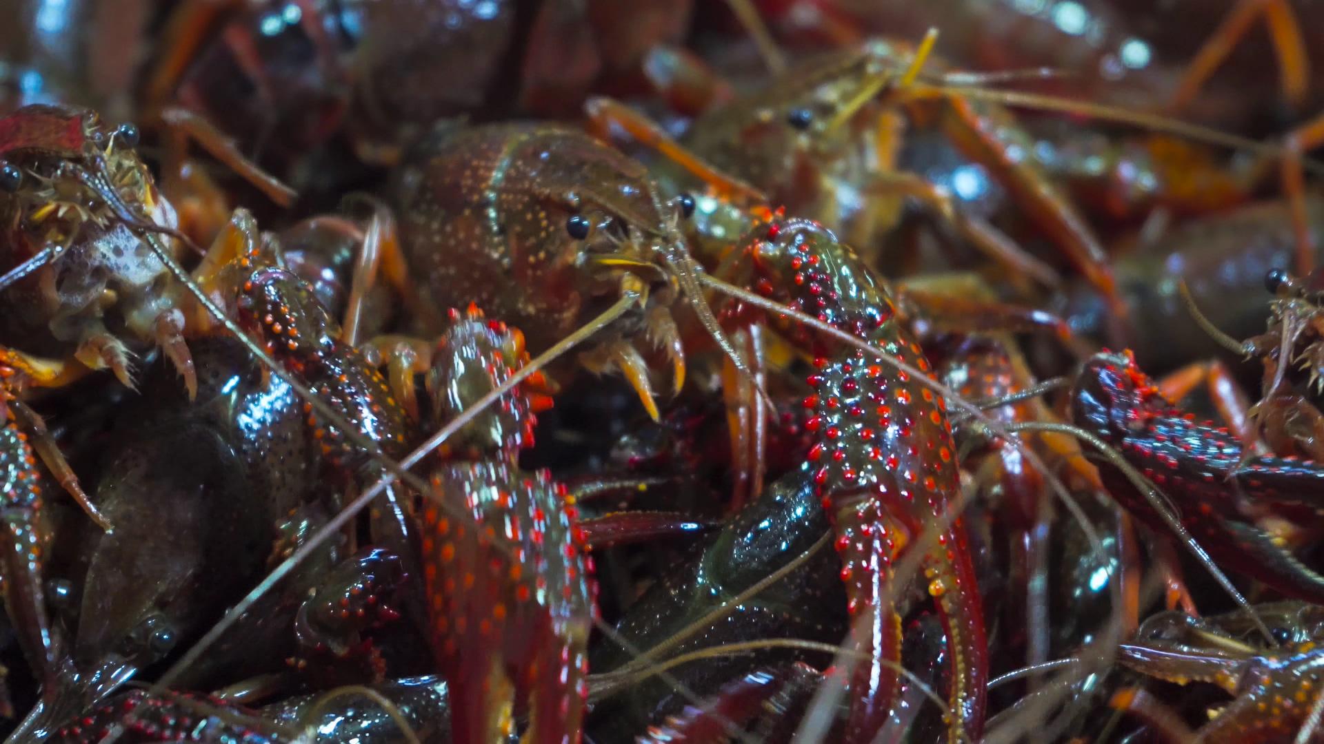 4K实拍小龙虾夏季美食新鲜食材视频的预览图