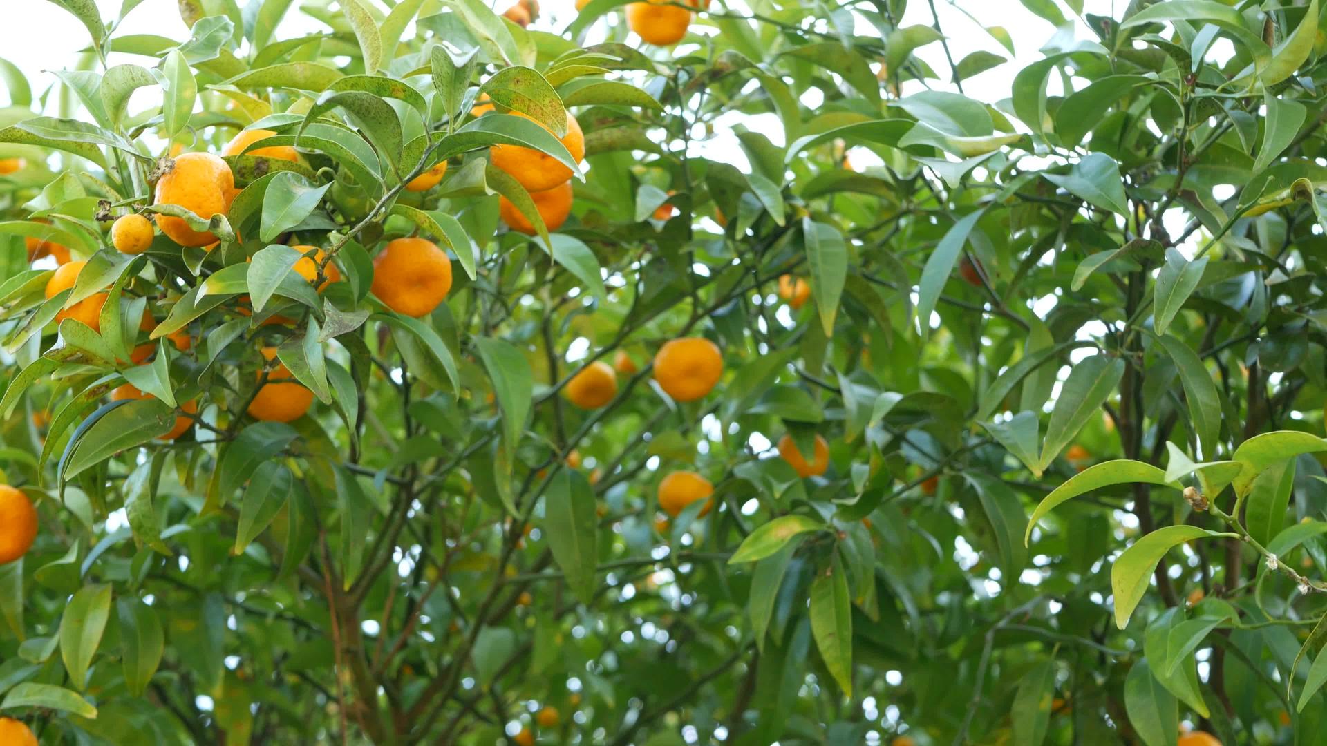 柑橘果树加利福尼亚美国春天花园美国当地农业农场视频的预览图