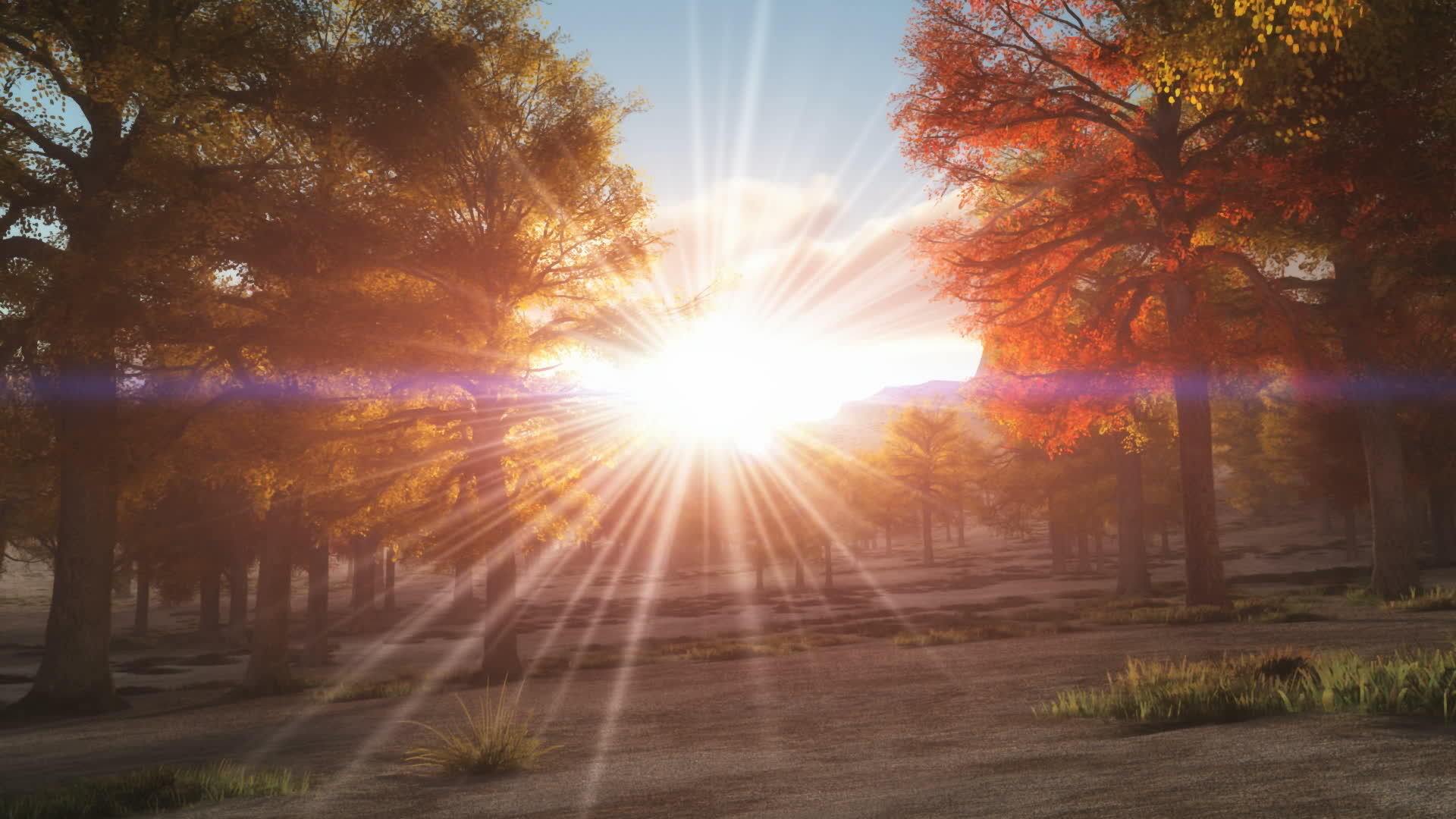 秋季森林阳光3D视频的预览图