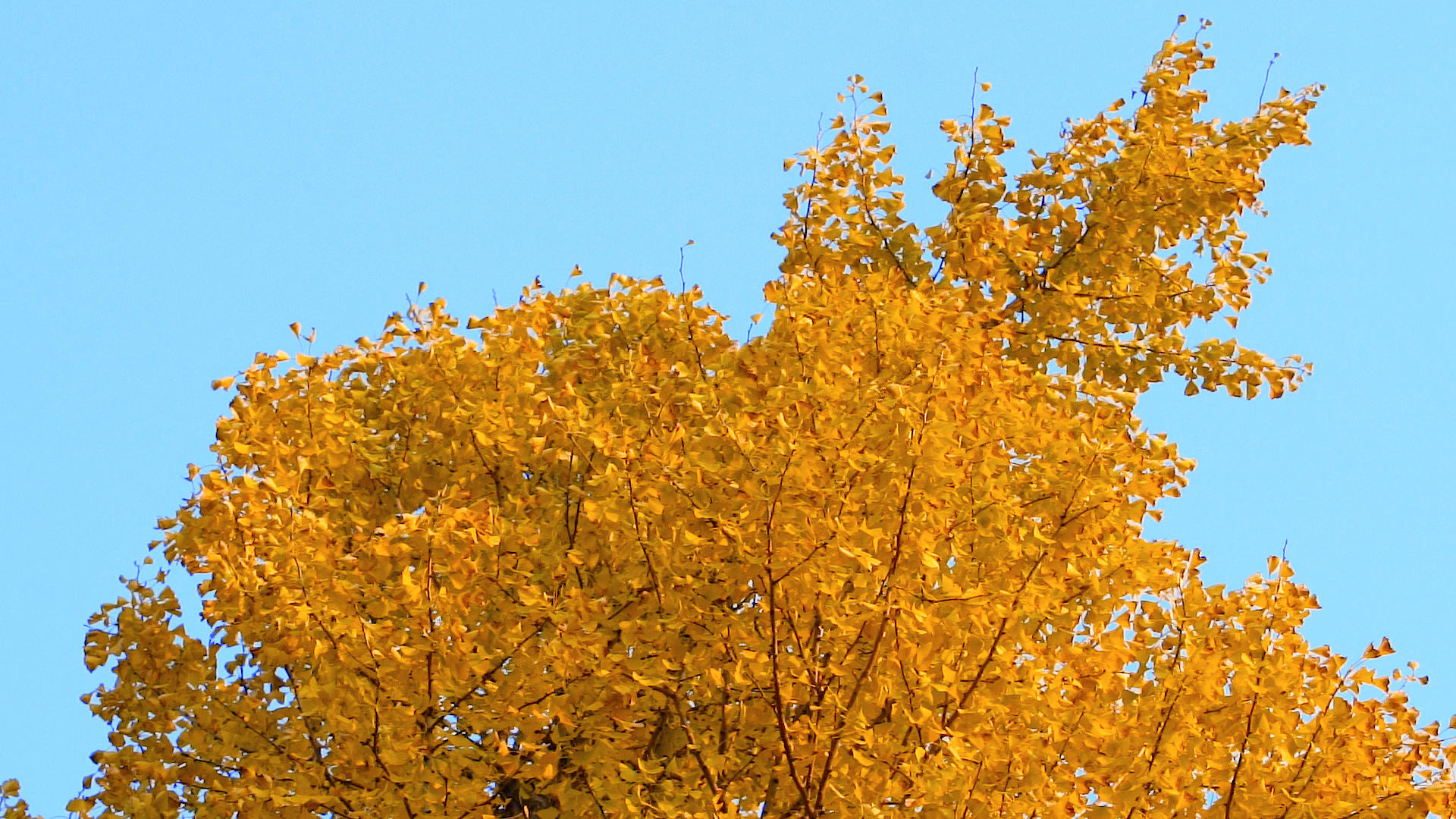 秋天的银杏树视频的预览图