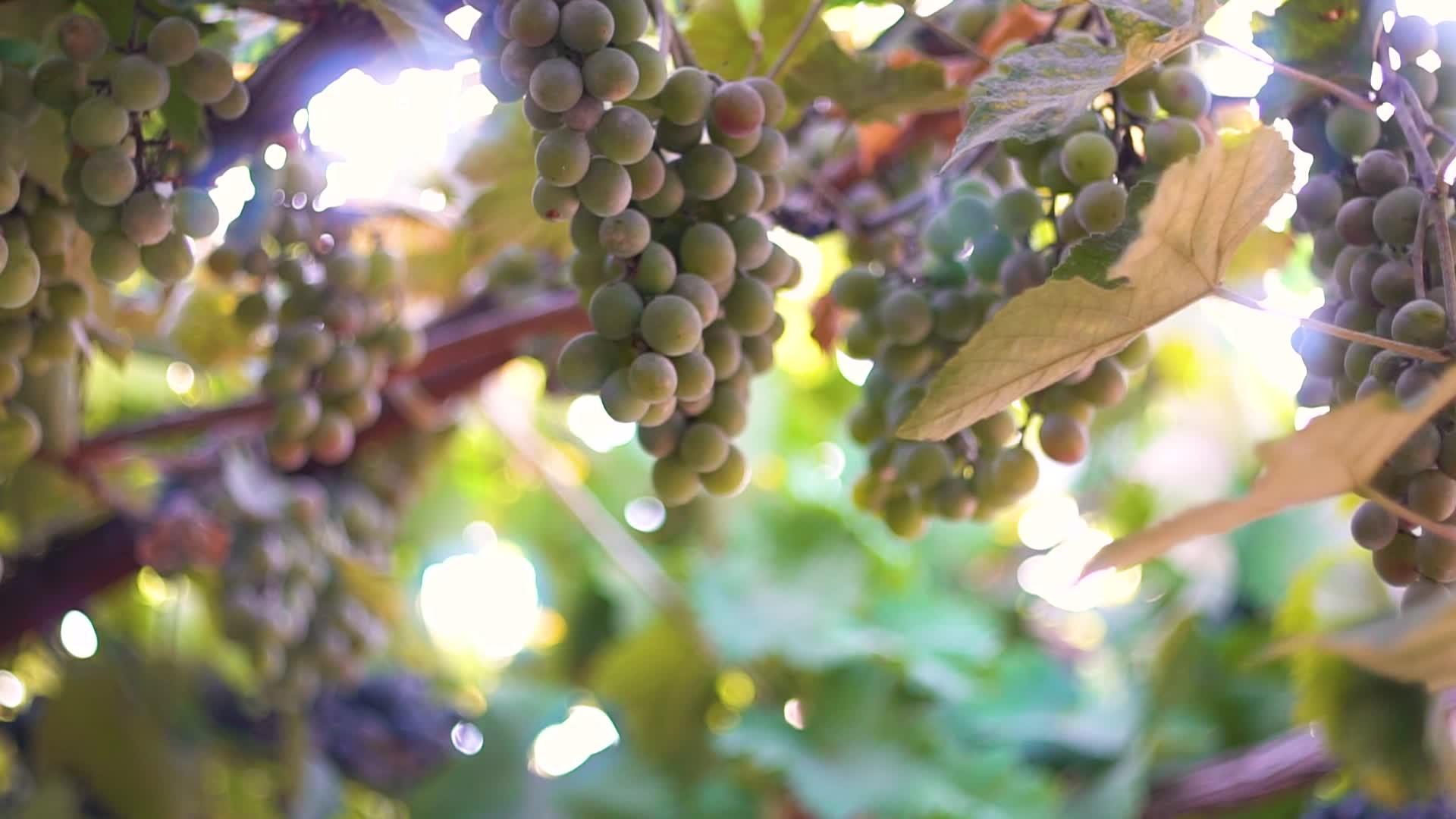 成熟的葡萄在太阳的幕后视频的预览图