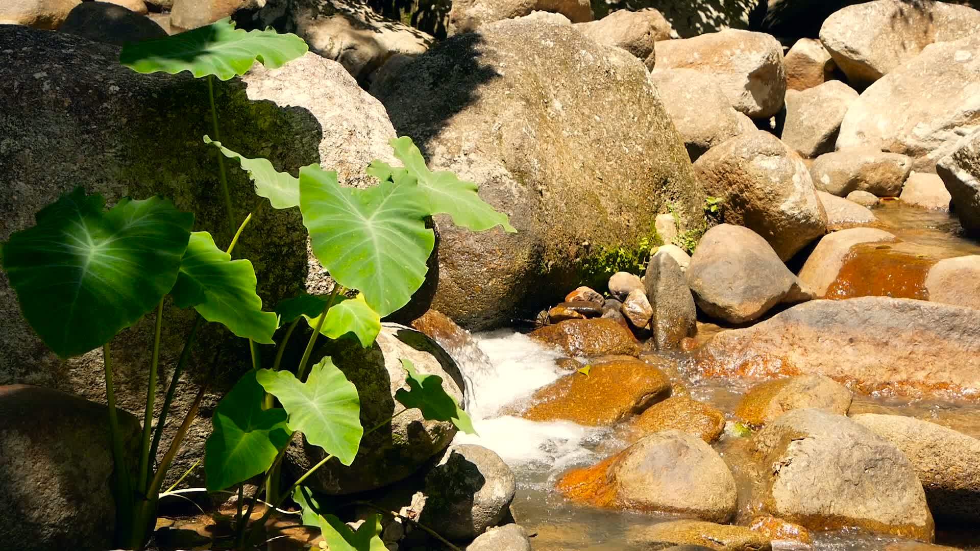 有岩石的神奇河流清澈的水晶溪流和急流蒸汽视频的预览图