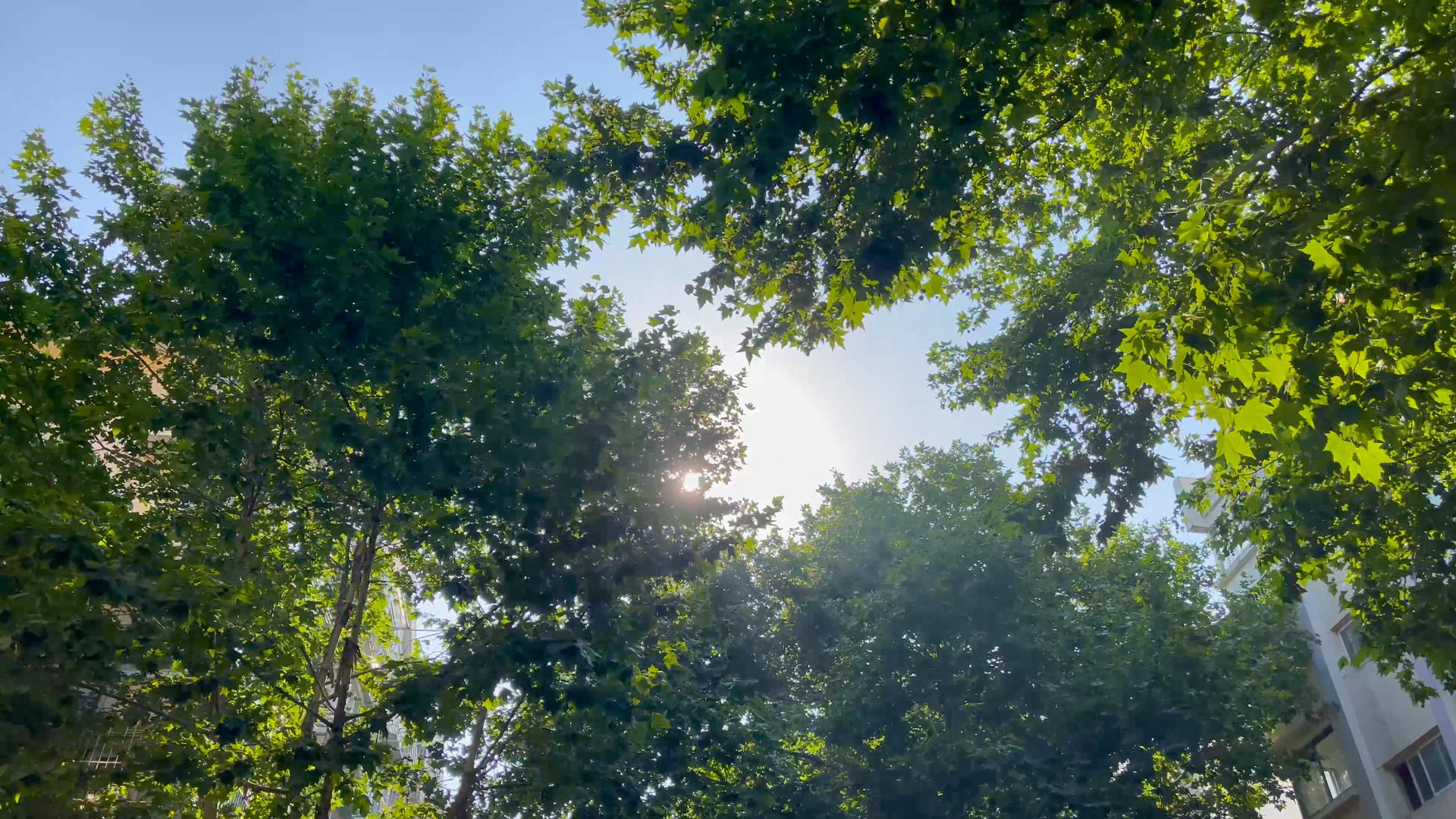 4k实拍夏季烈日透过树叶照射视频的预览图