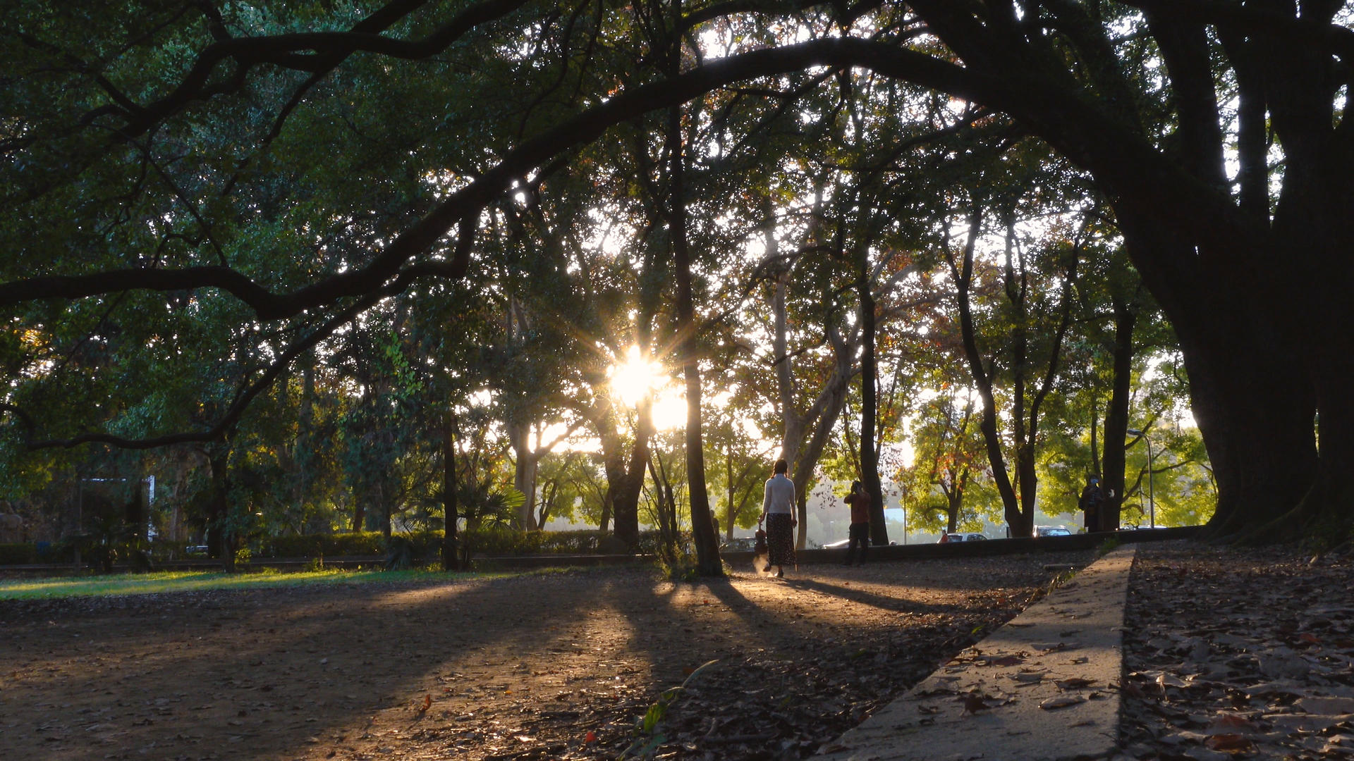 晴朗阳光下穿过树林的男性背影4k自然素材视频的预览图