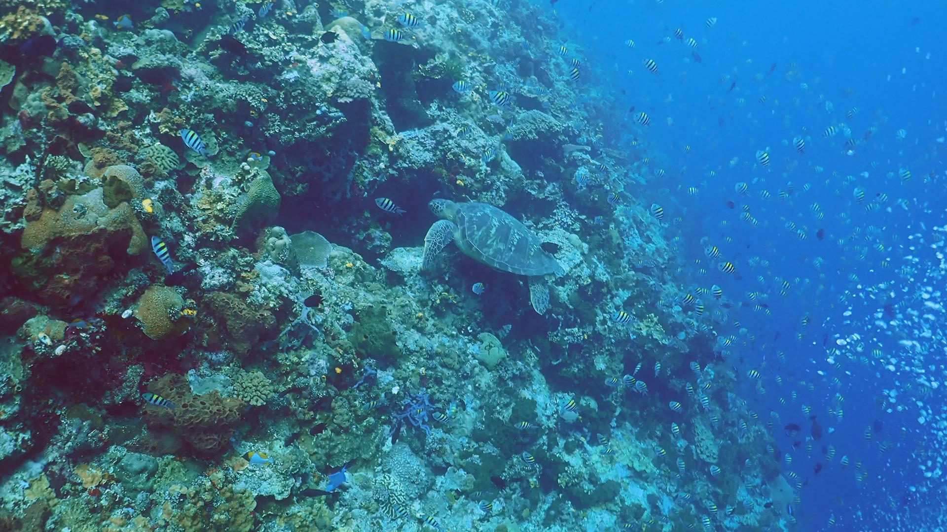 4k海底世界实拍视频的预览图