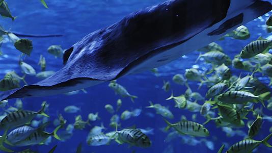 海底世界鳐鱼在鱼群中穿梭视频的预览图