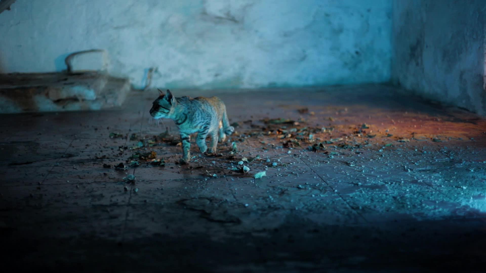 好莱坞风格的家猫在粗糙的地板上行走 地板上满是干燥的视频的预览图