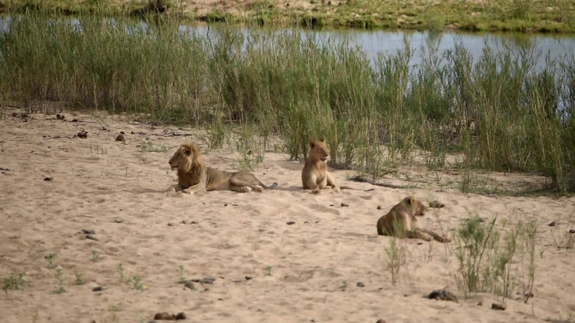 狮子躺在河床边视频的预览图