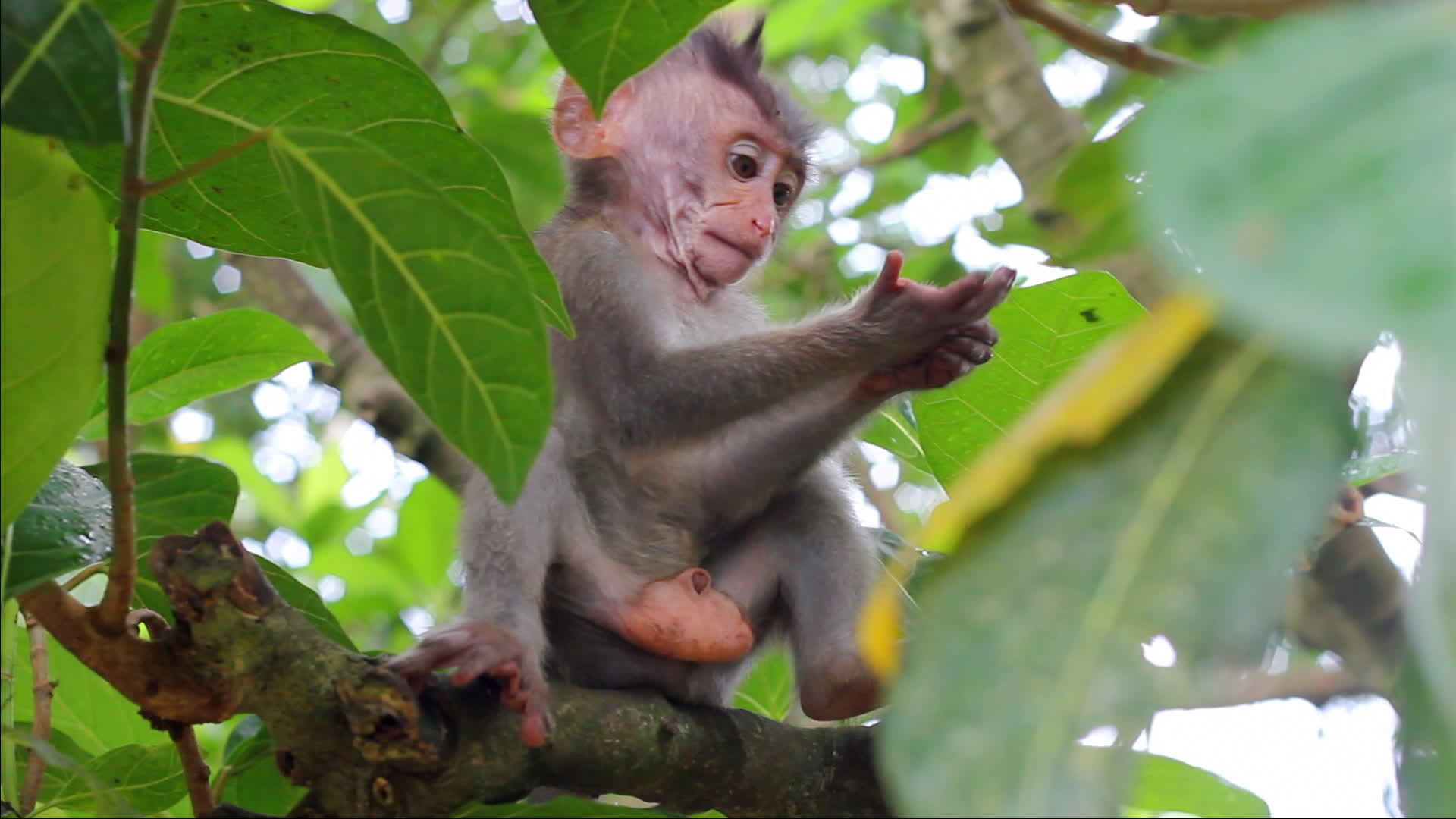 在神圣的猴子森林里一只小猴子在树枝上视频的预览图