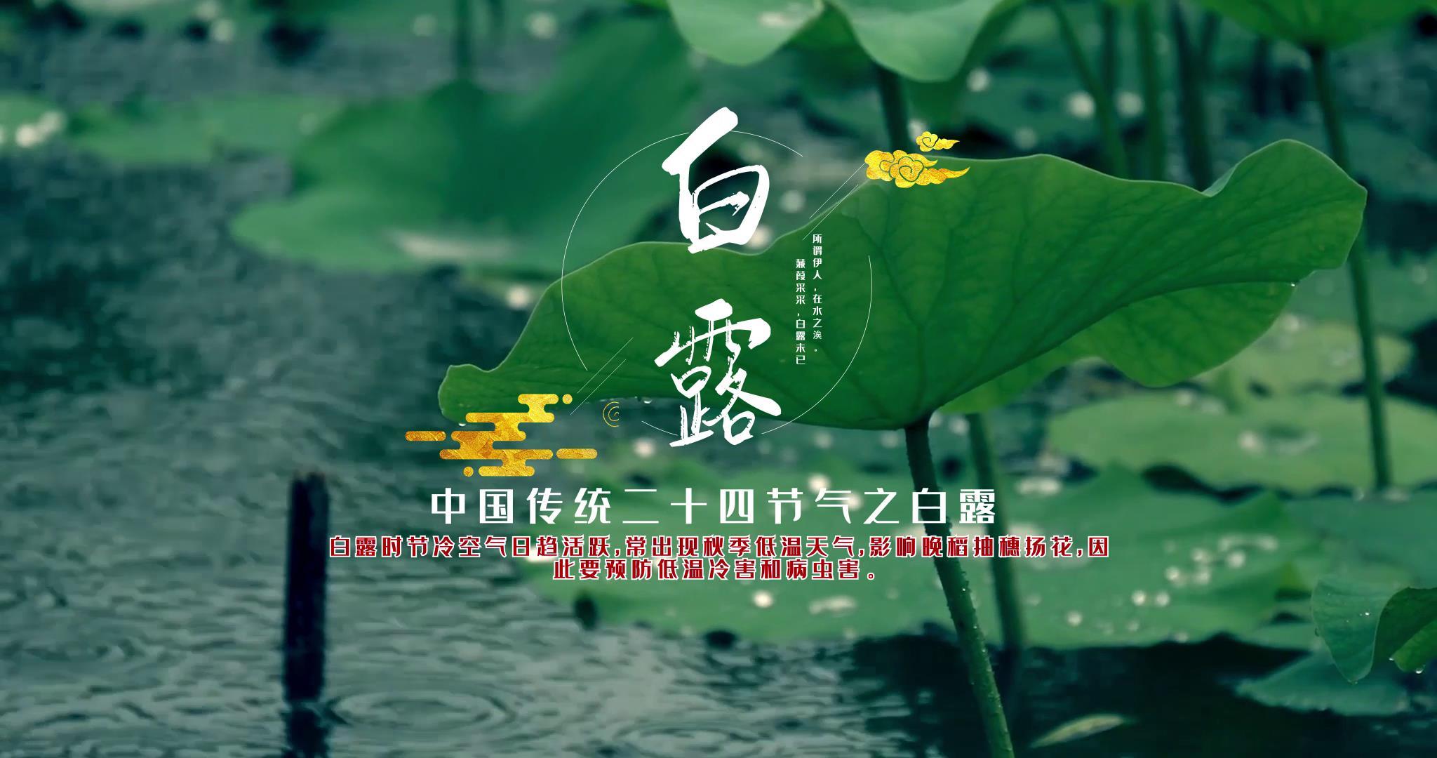 4K中国二十四节气白露AE模板视频的预览图