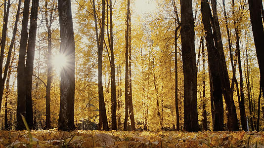 秋天森林公园夕阳逆光视频的预览图