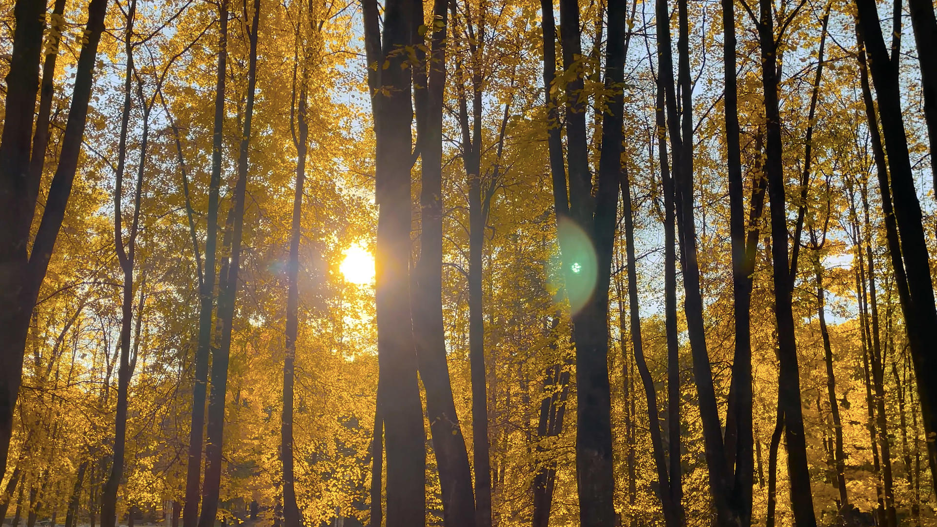 深秋树林逆光下的树叶视频的预览图