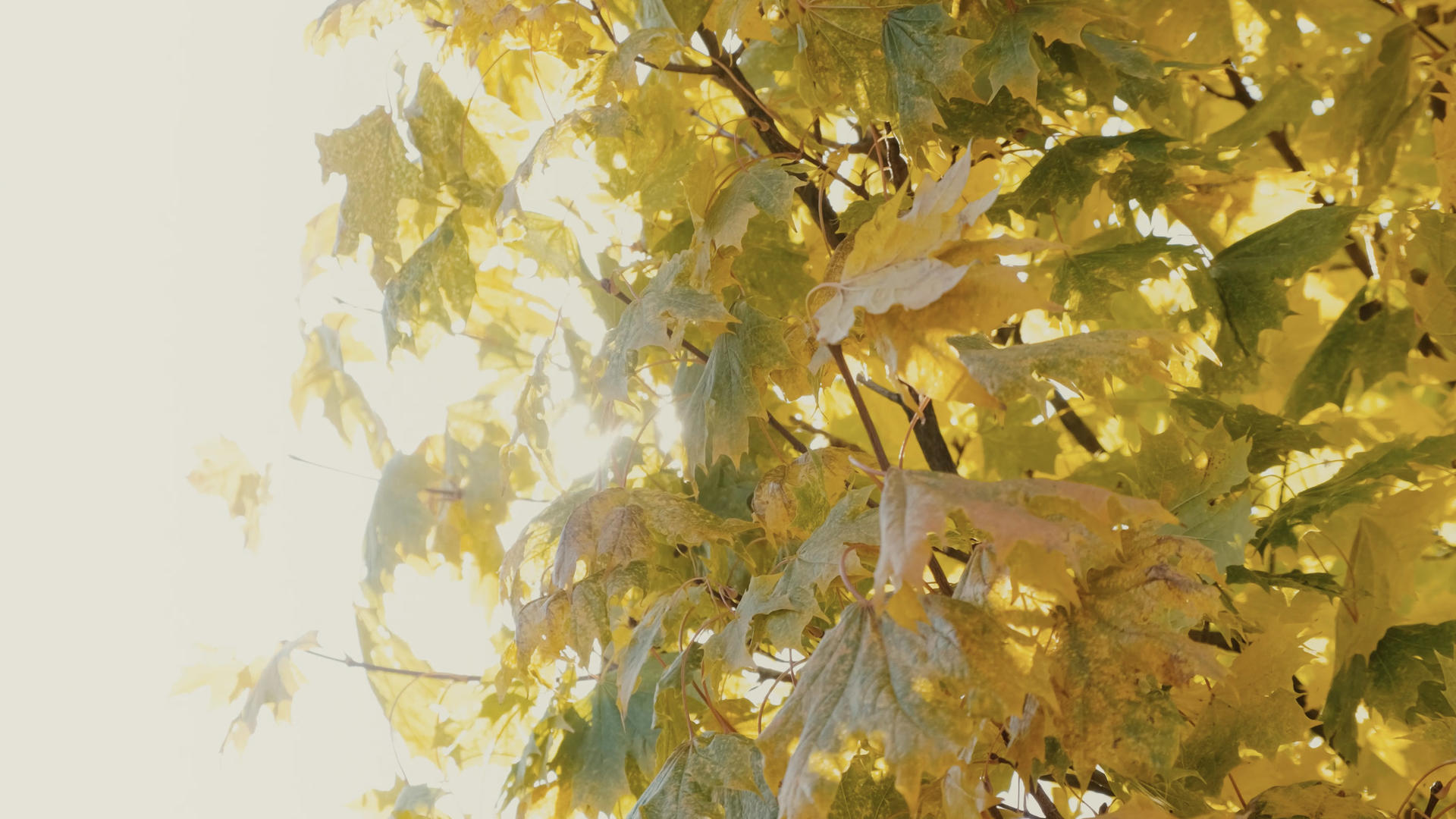 深秋逆光照耀下金黄色的树叶视频的预览图