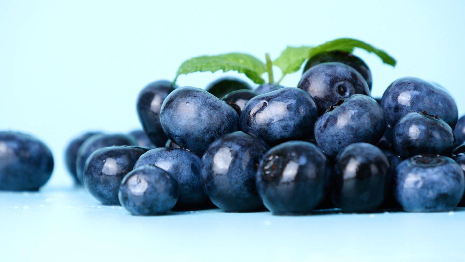 4K蓝莓黑豆树新鲜水果新鲜蓝莓水果视频的预览图
