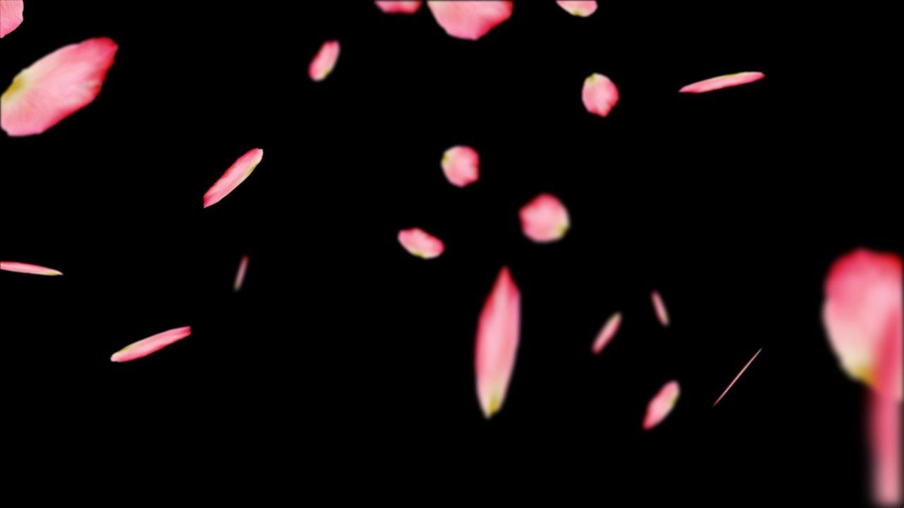 枫叶飘落动画视频的预览图
