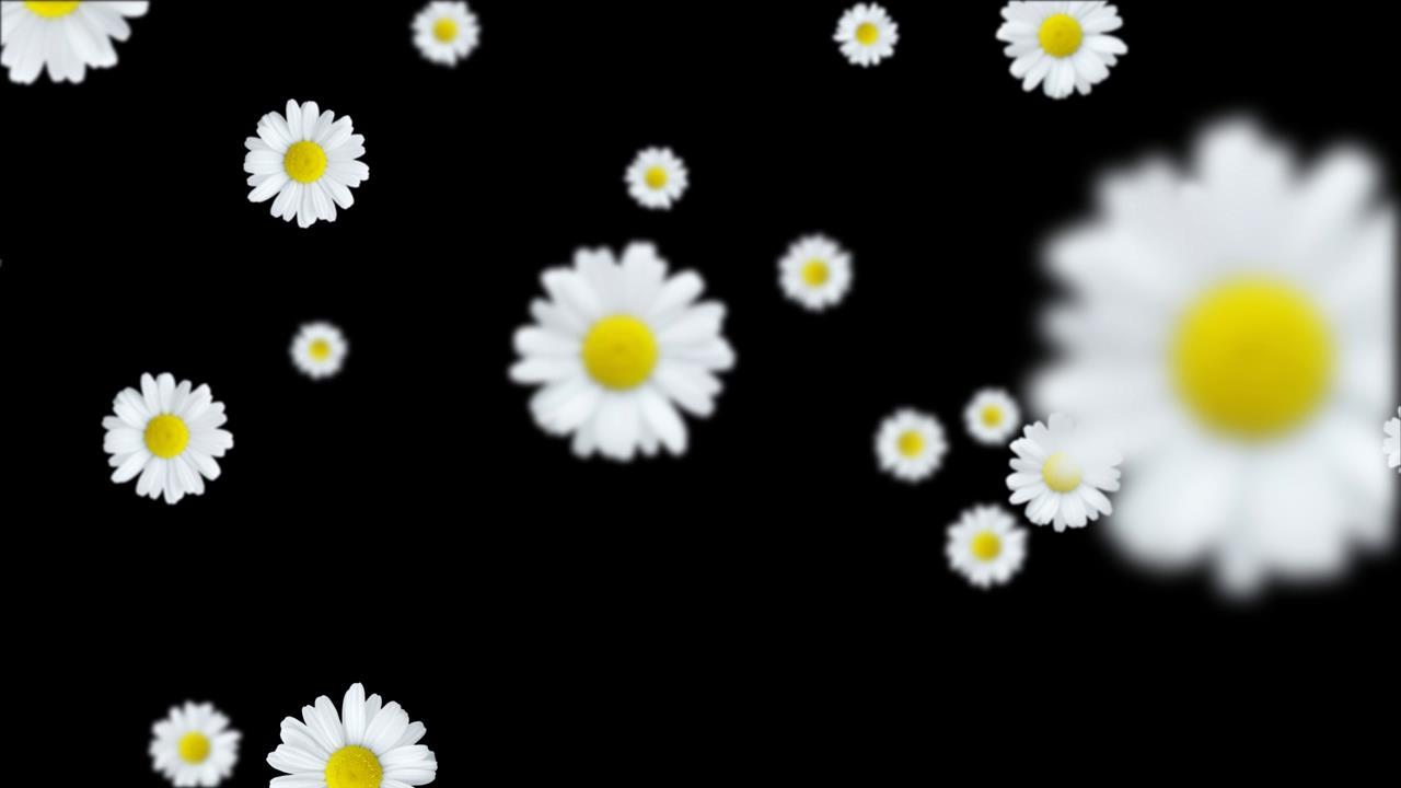 菊花飘落动画视频的预览图