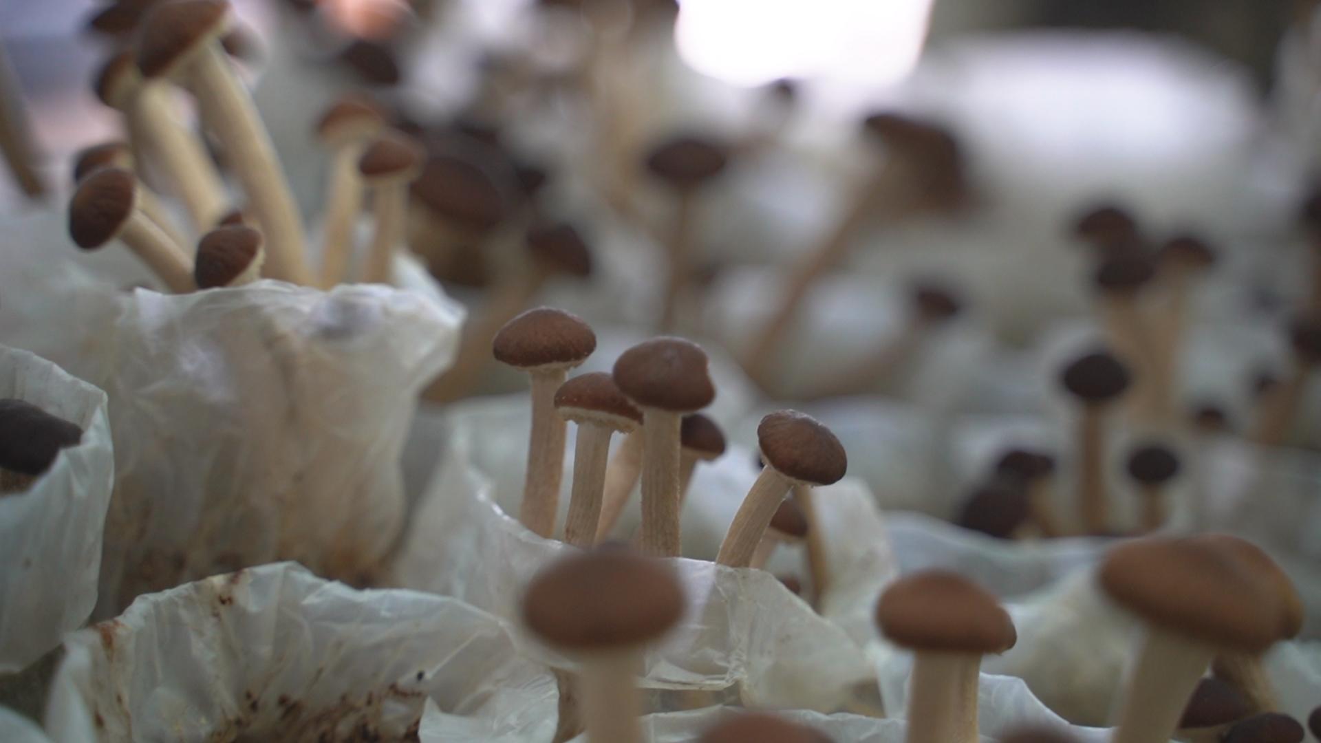 4K高清蘑菇视频的预览图