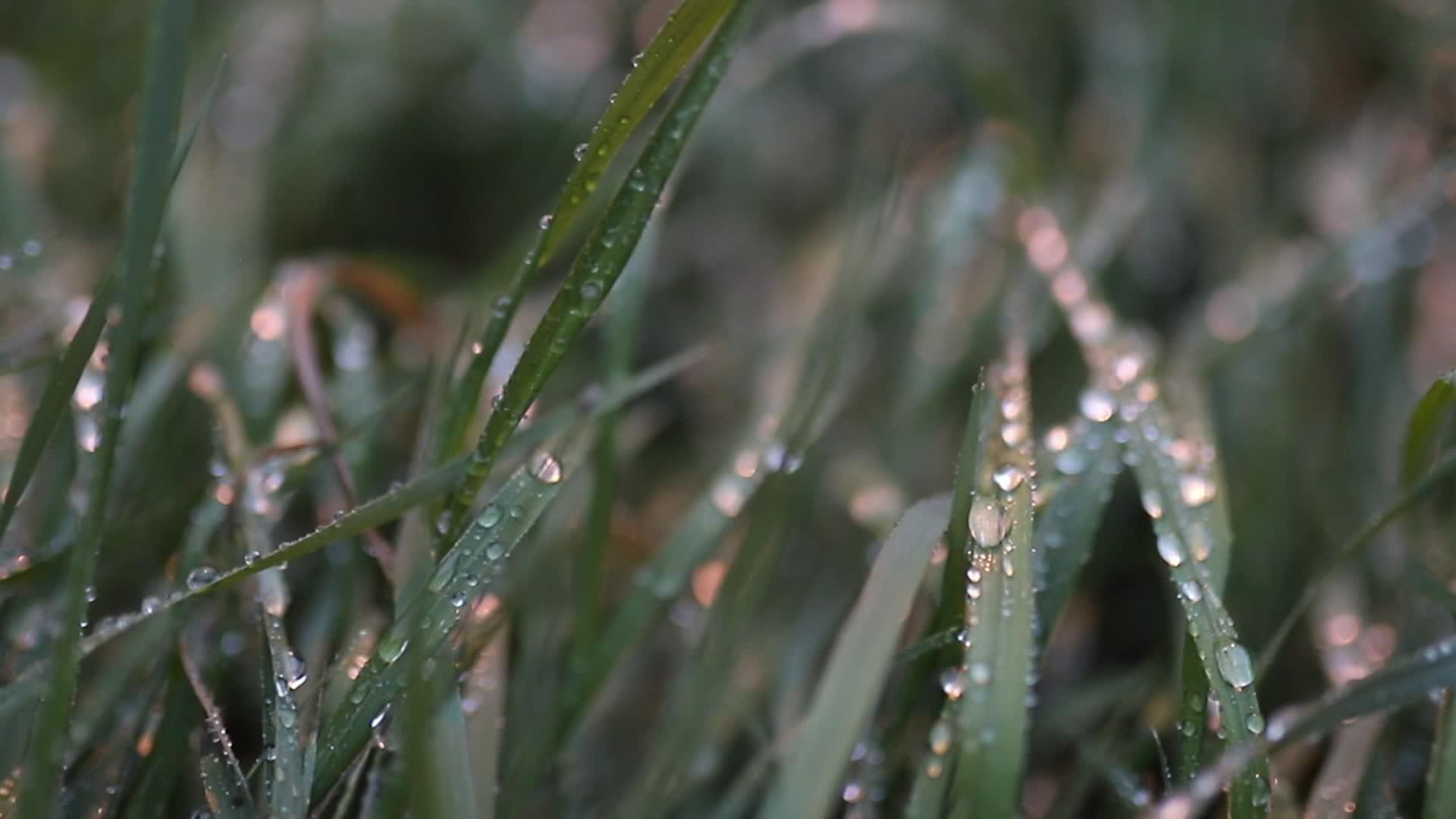 清晨的露水在草地上闪耀视频的预览图