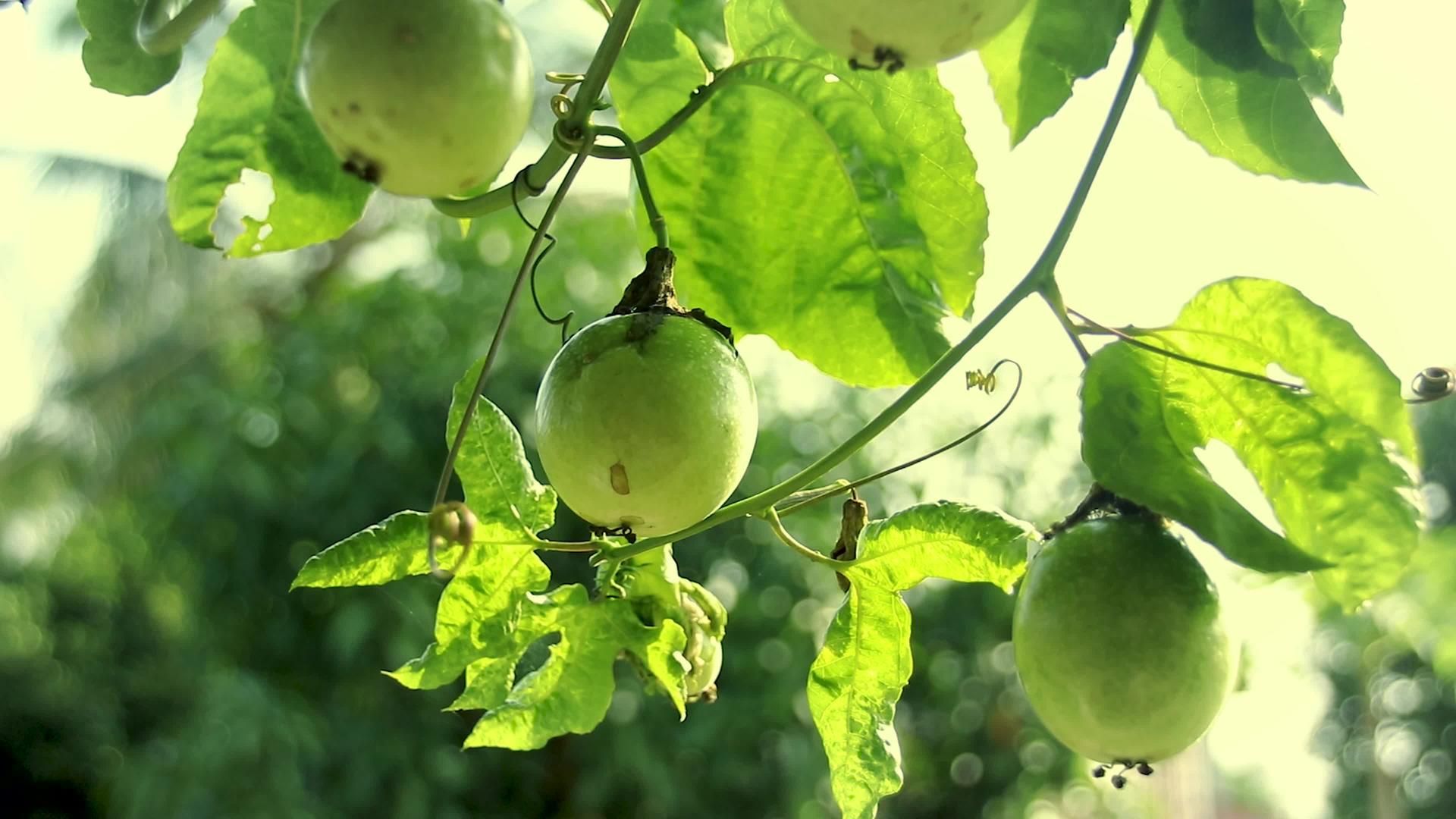 绿色的果实挂在葡萄树上视频的预览图