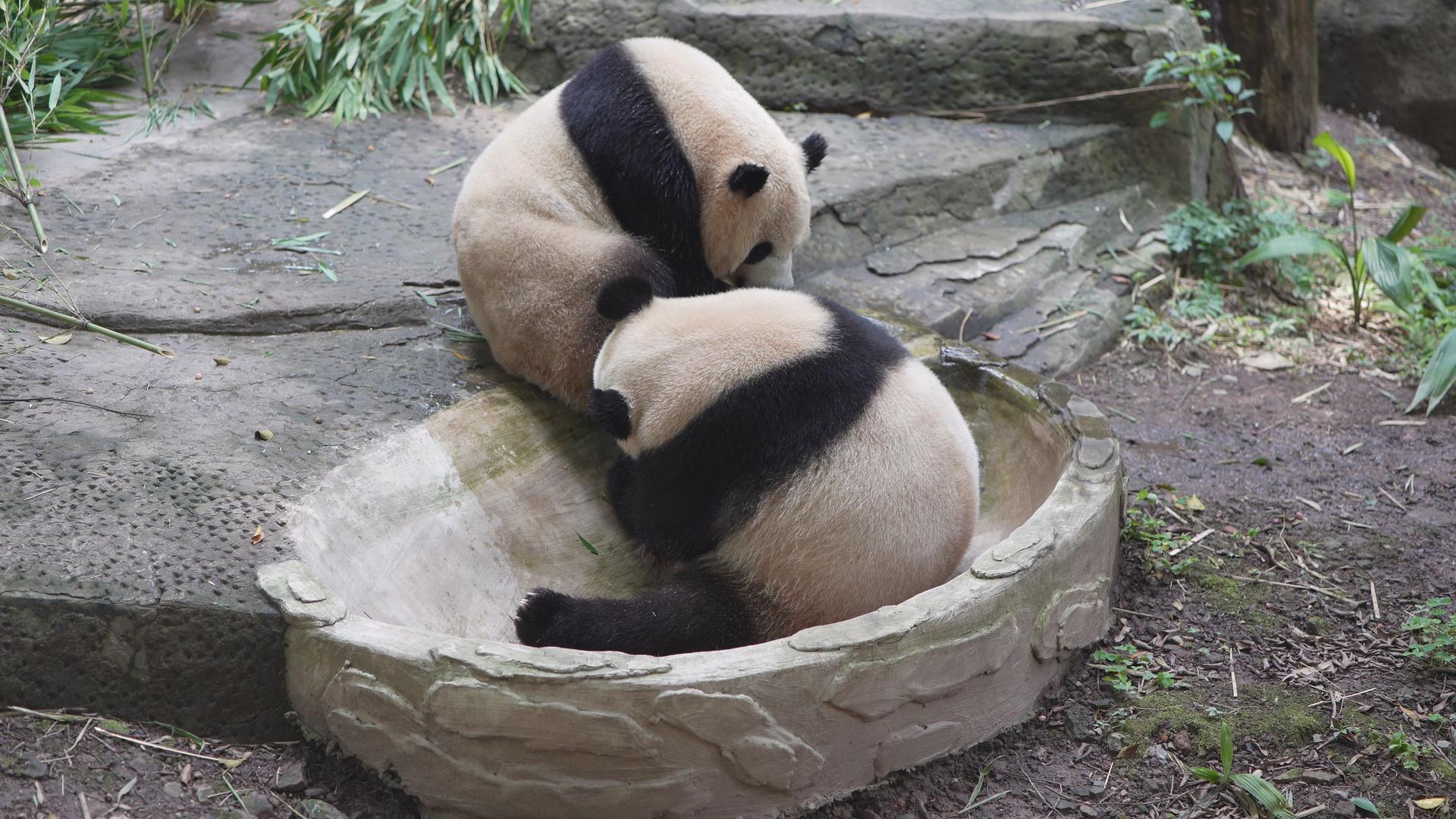 两只打架的熊猫视频的预览图