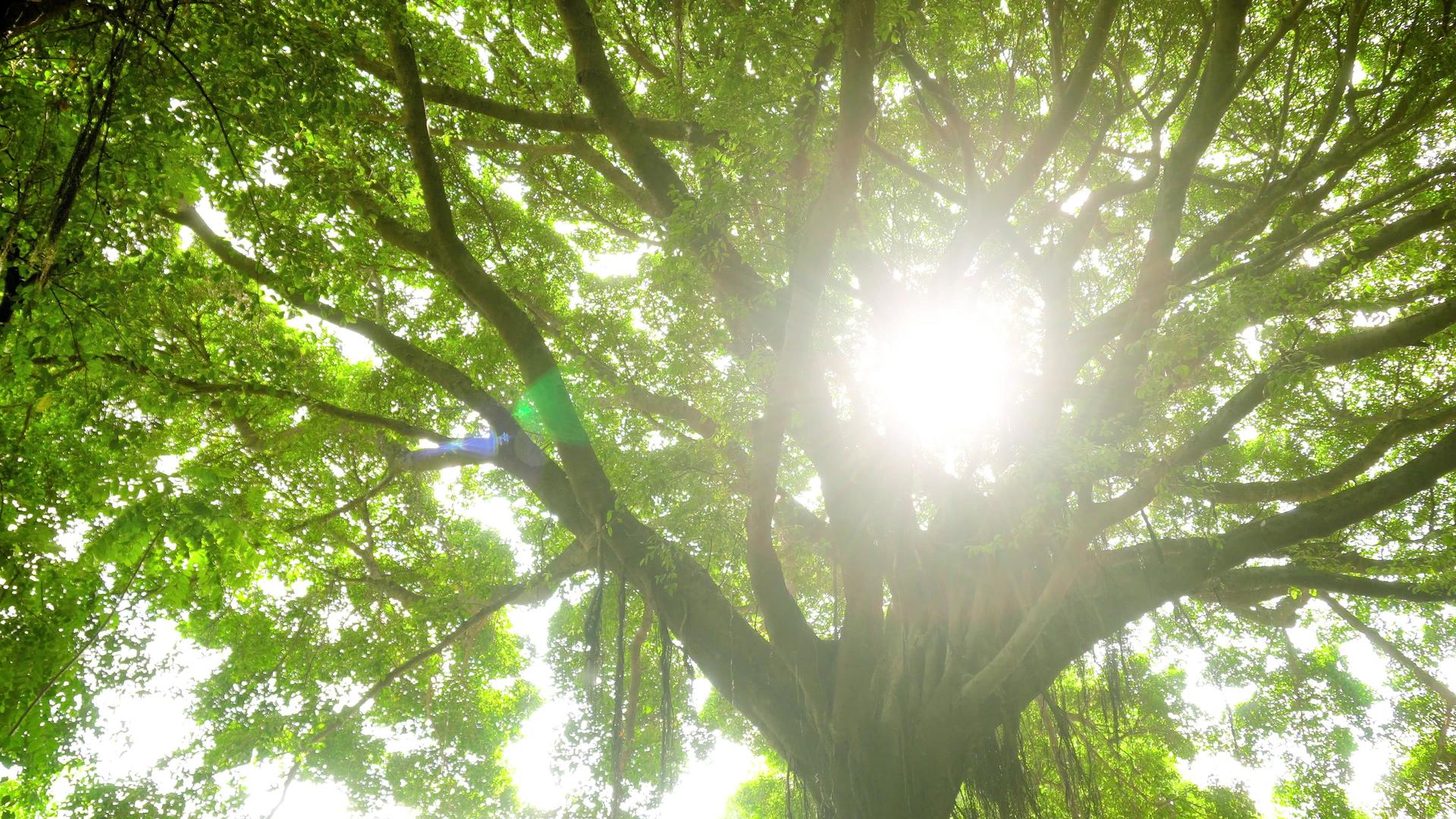 夏天阳光透射树底光影视频的预览图