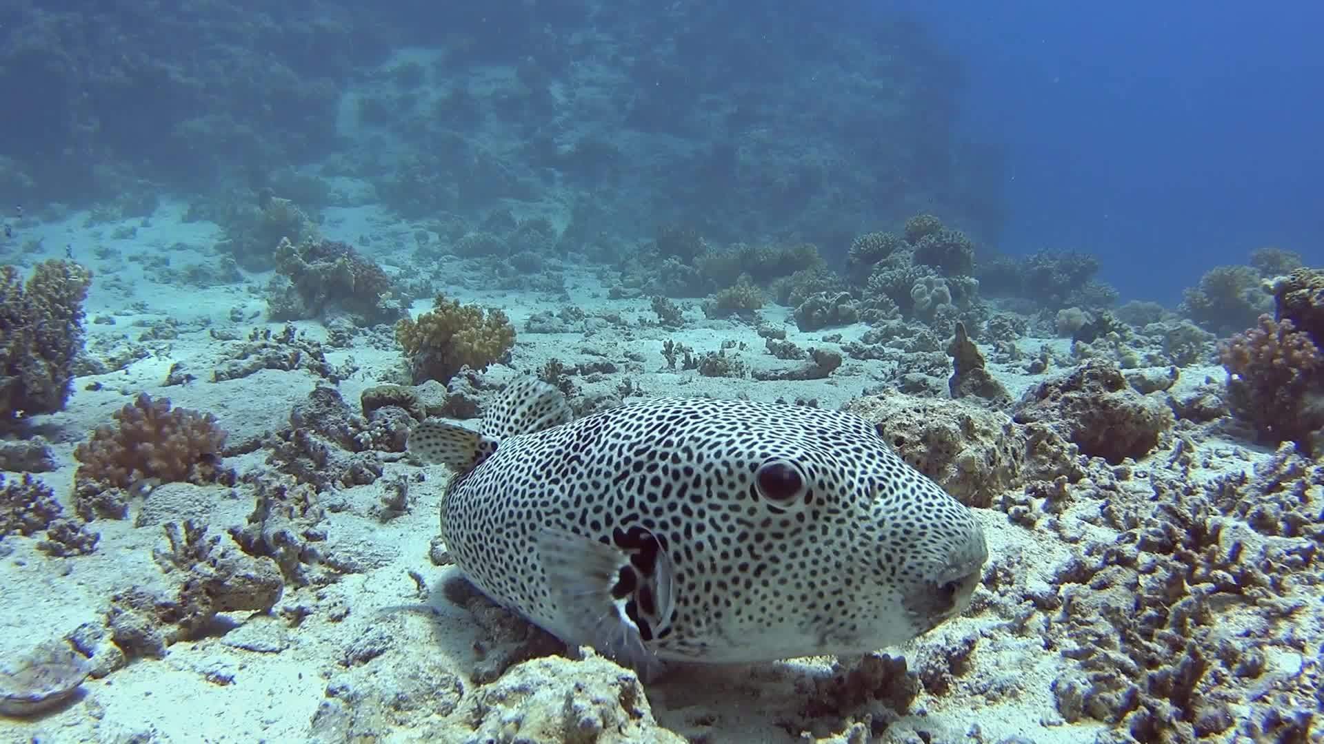 在热带海洋中巨大的海豚在珊瑚礁上视频的预览图