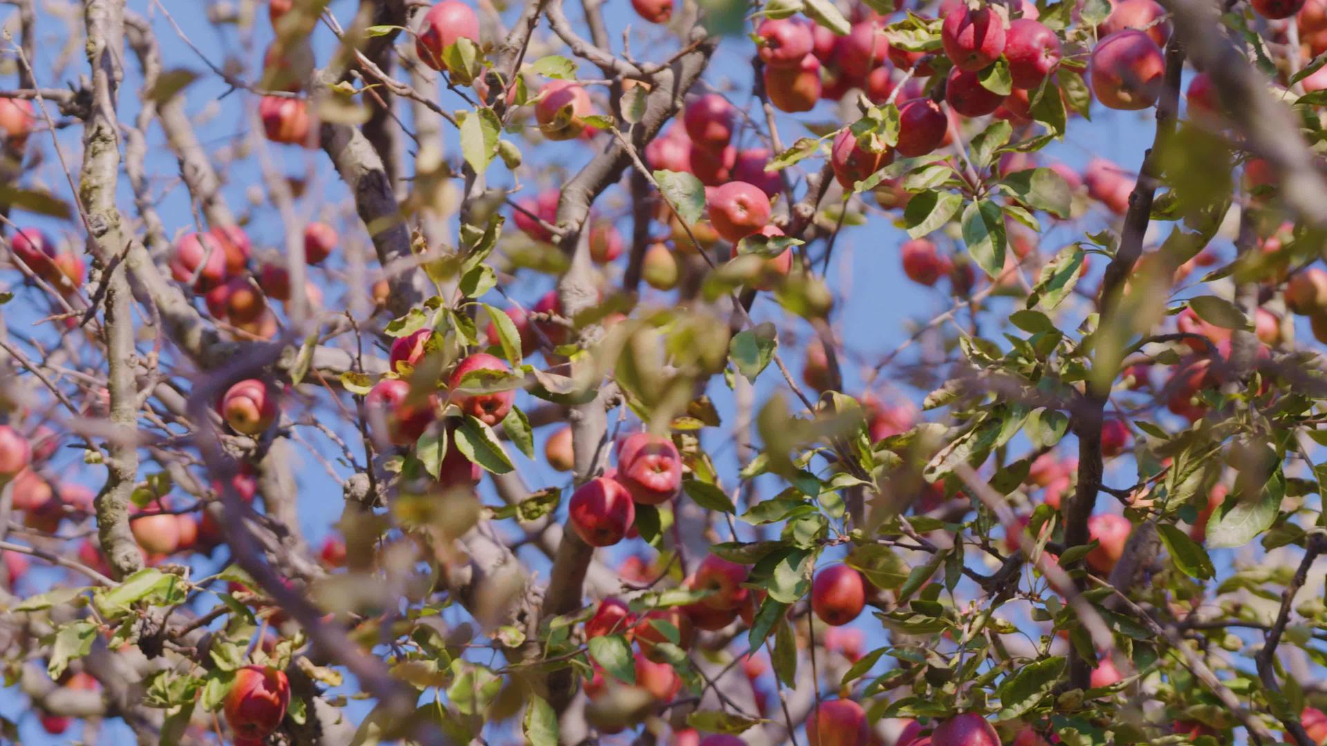 一堆红色美味的苹果长在树上挂在树枝上挂在苹果园里视频的预览图