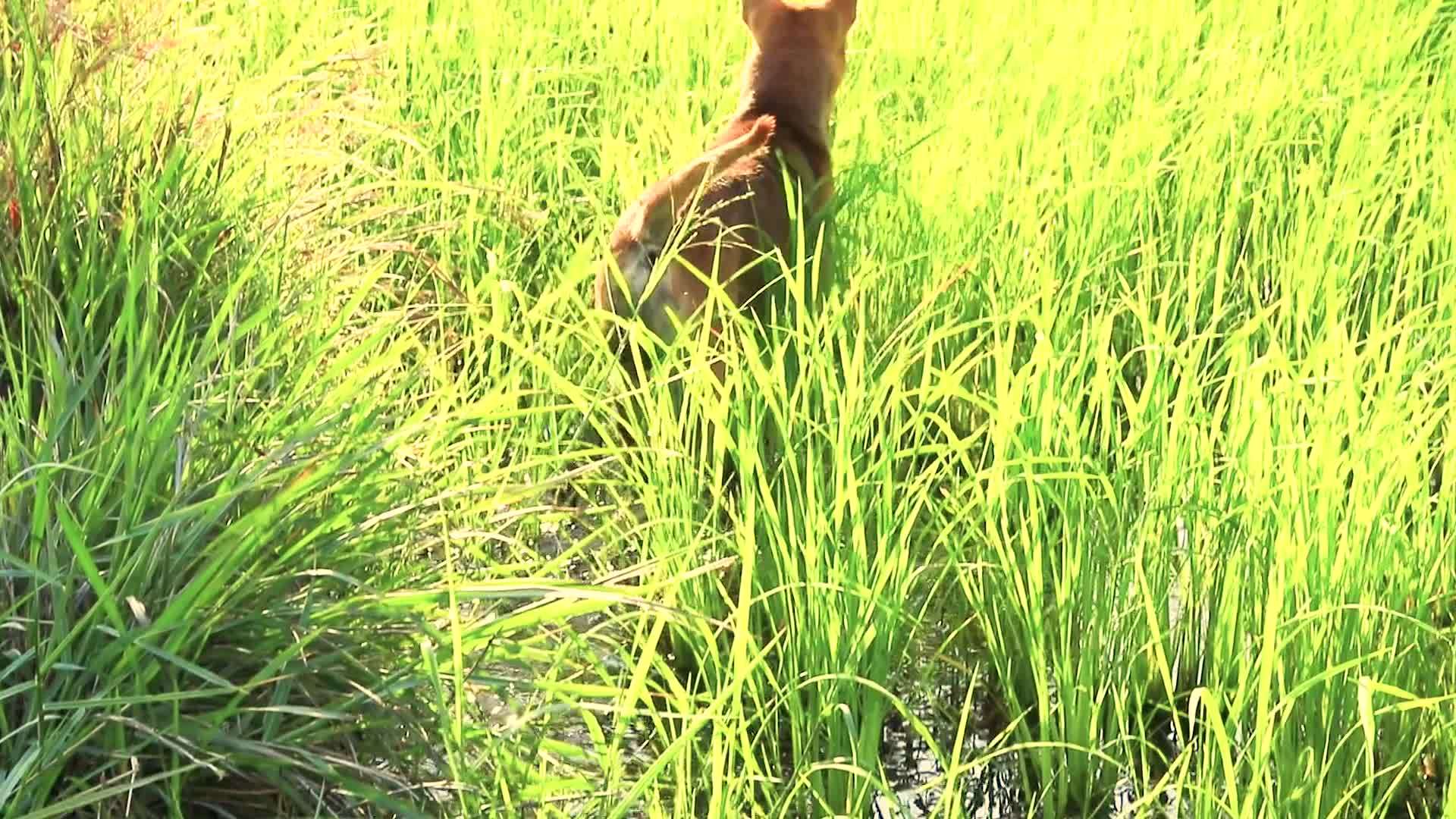 稻田里有一只小狗视频的预览图