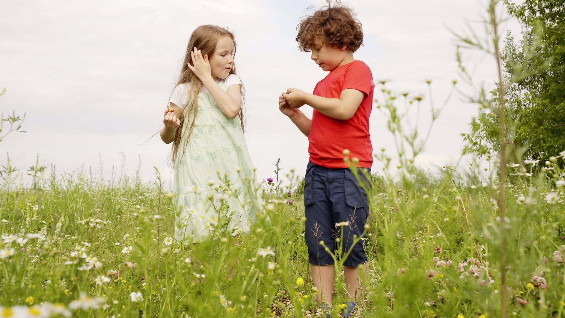 小男孩和夏日田野里散步时小男孩和小女孩抚摸着牛蒡花年轻时还年轻视频的预览图