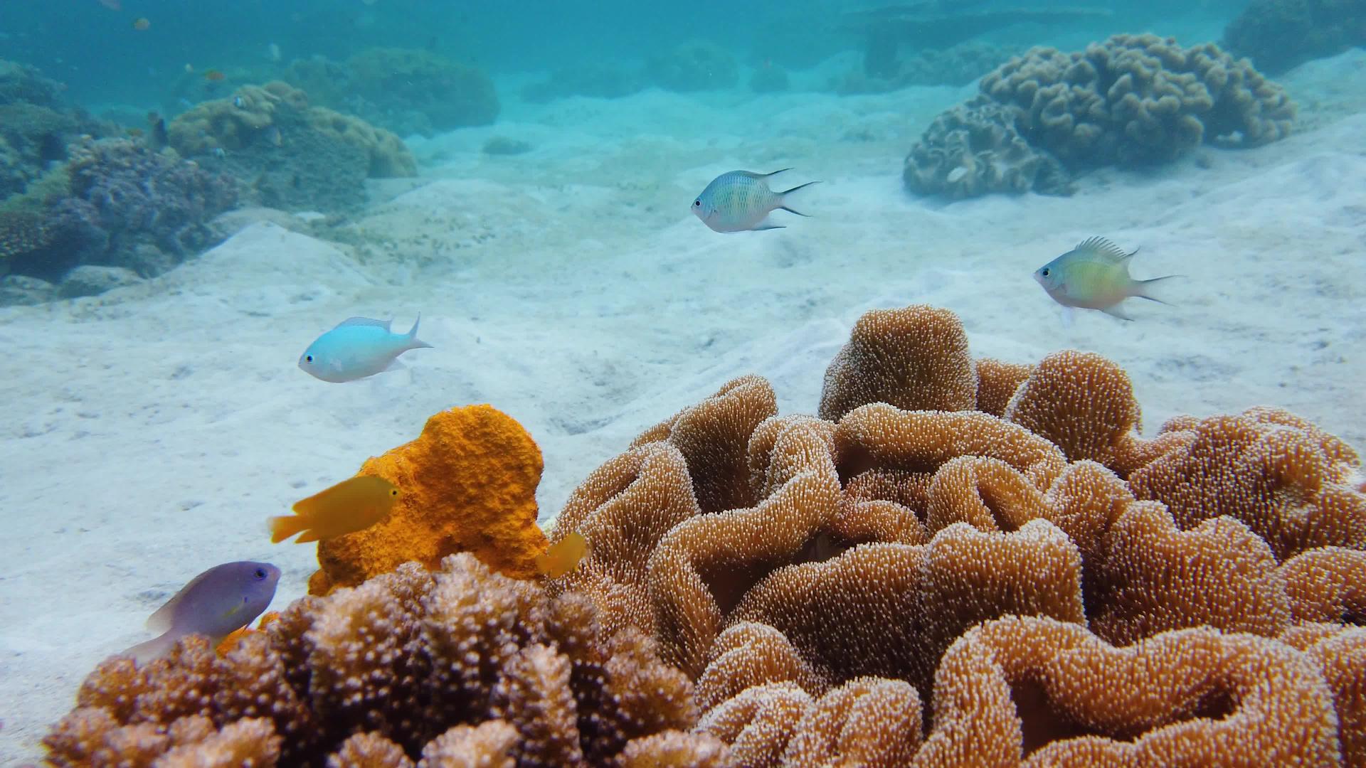 珊瑚礁和鱼在水下视频的预览图