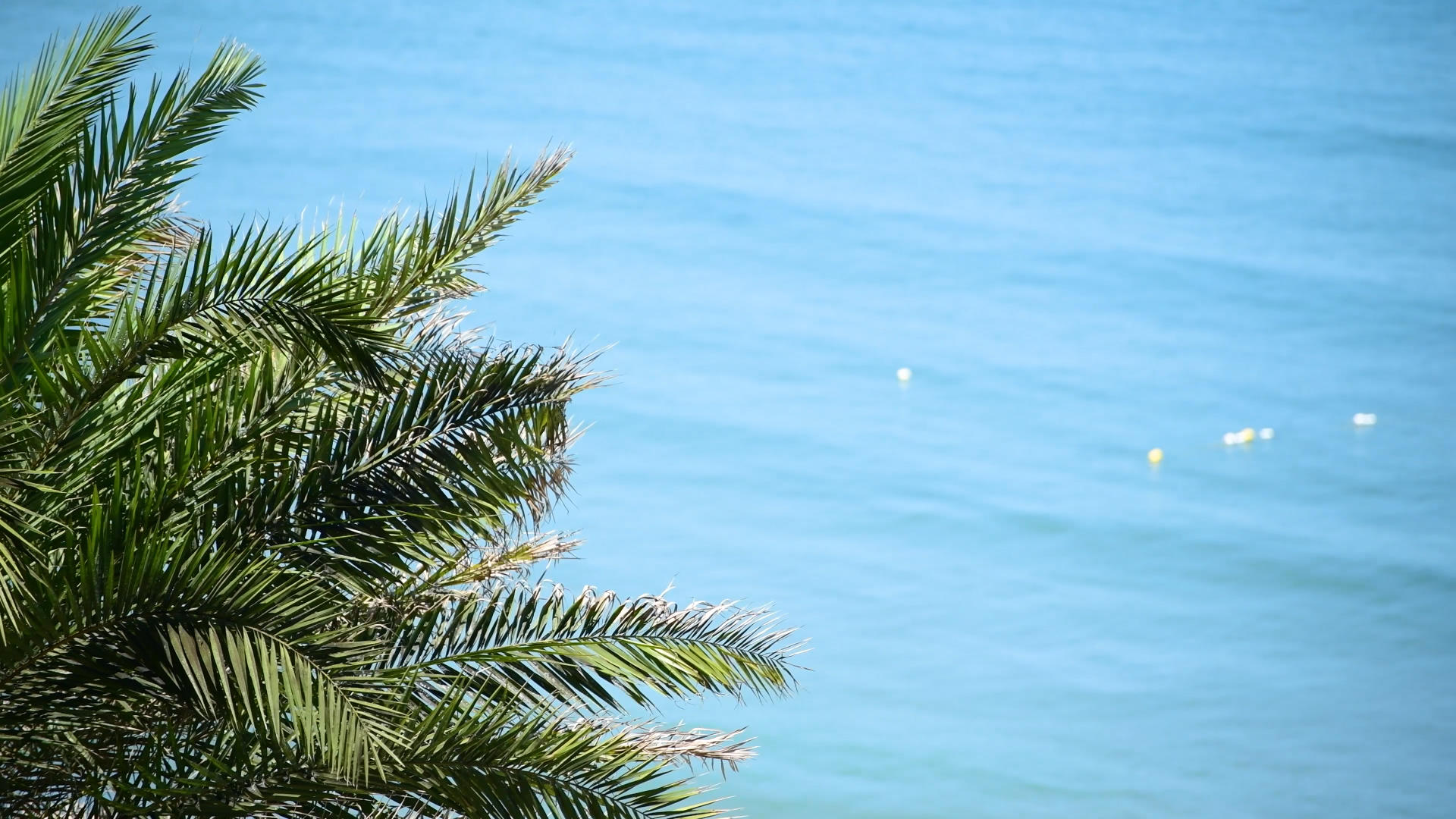 4K海边风中摇摆的椰子树视频的预览图