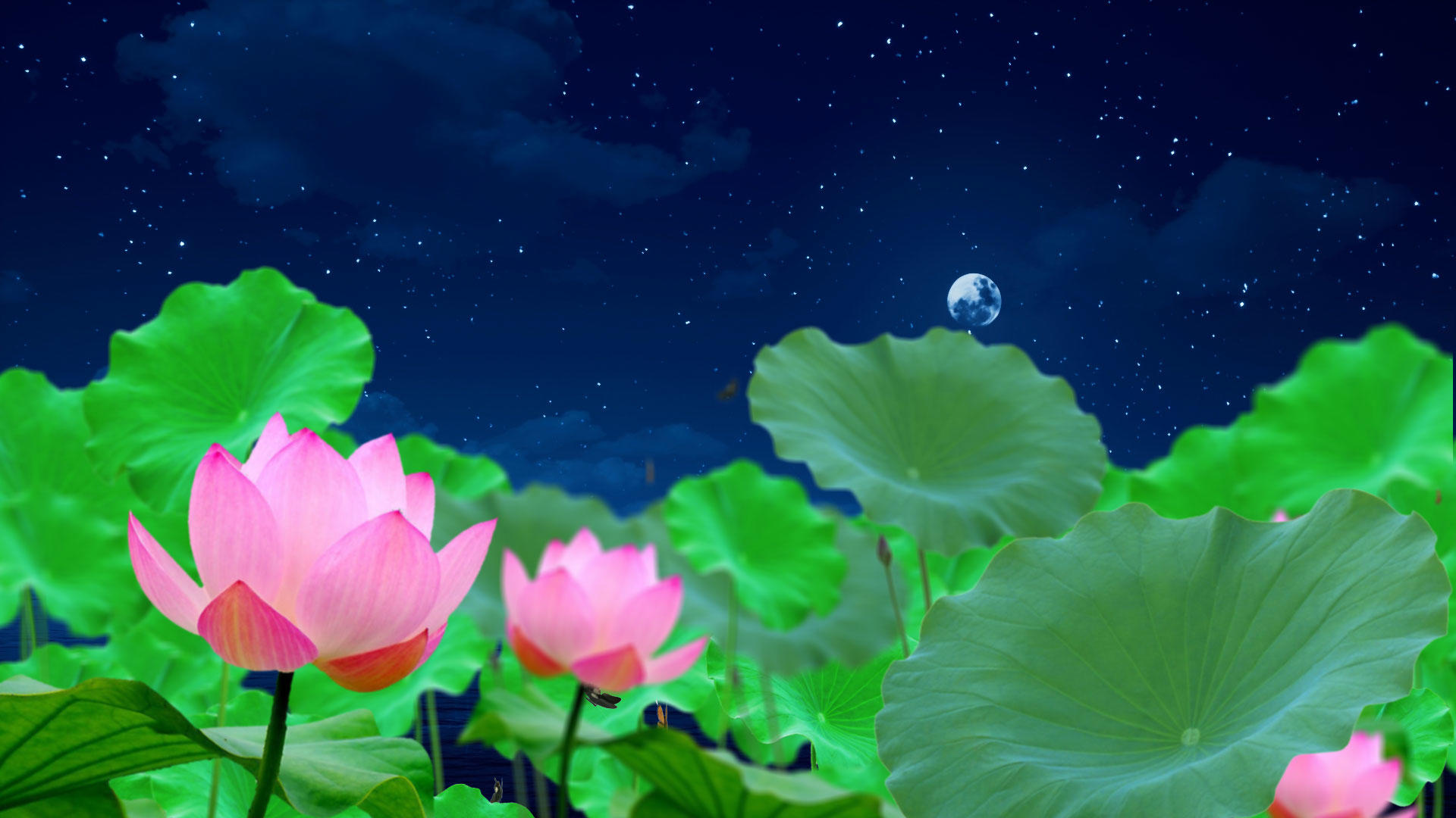 荷塘荷花漂浮月色唯美背景视频的预览图