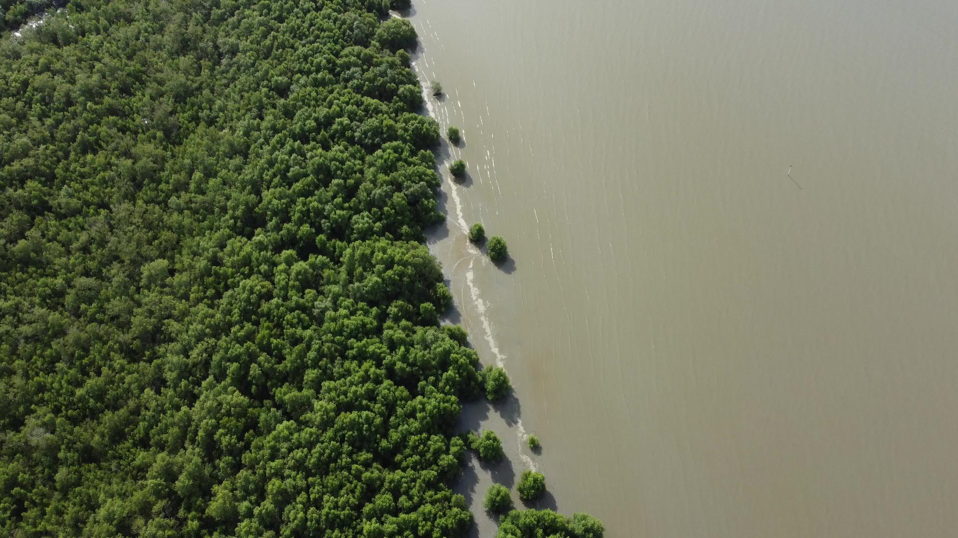红树林在海边飞翔视频的预览图