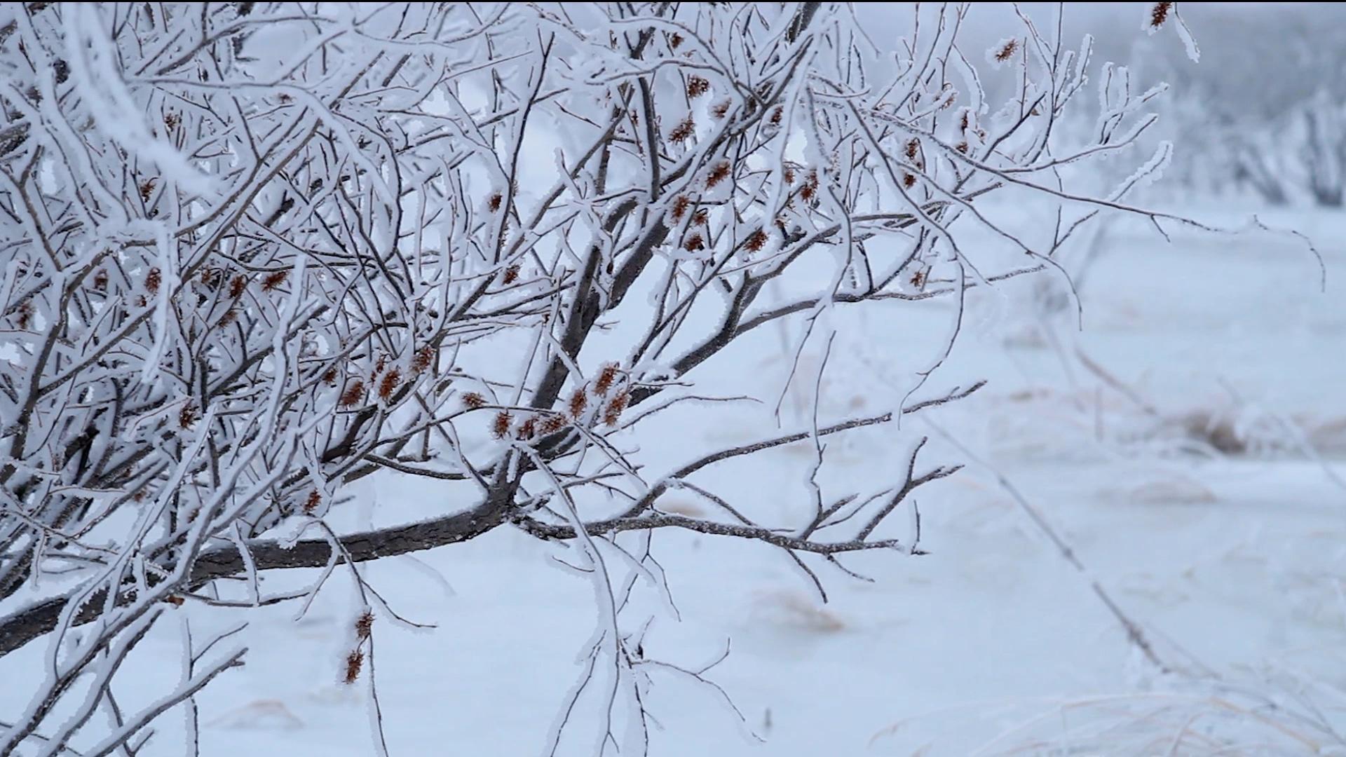 塞罕坝冬季风光【素材中音乐请勿商用】视频的预览图