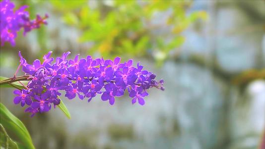 紫兰花开花黄绿色的叶子和模糊的蓝色瀑布背景视频的预览图