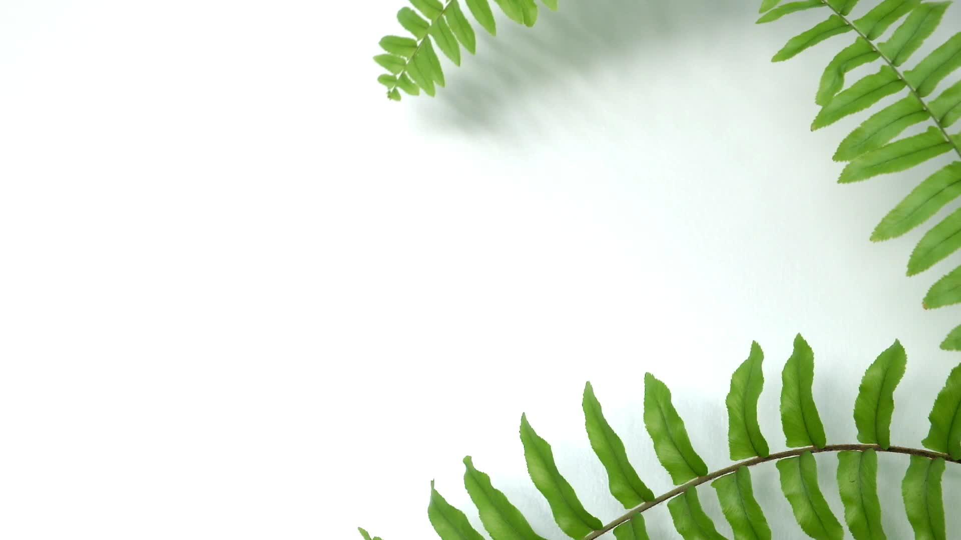 绿色滚动幼叶的白色背景视频的预览图