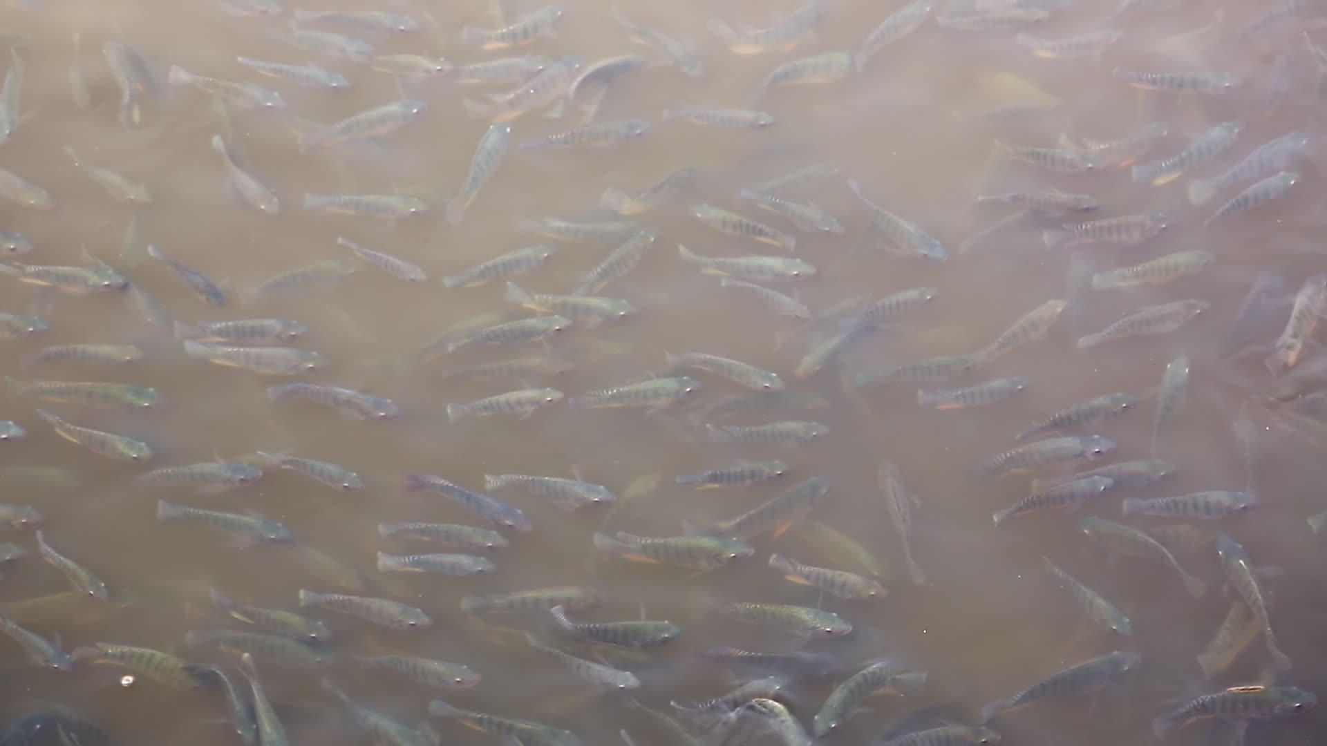 鱼在一个肮脏的湖塘里视频的预览图