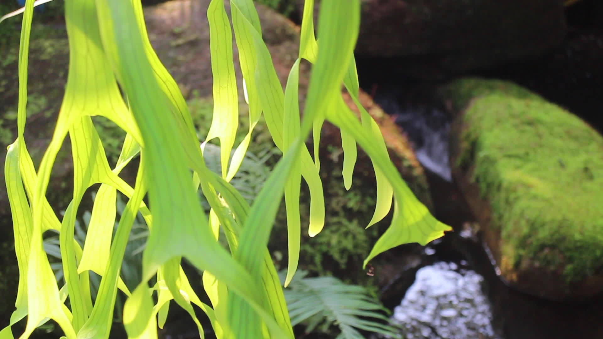 在度假胜地放松热带绿色花园视频的预览图