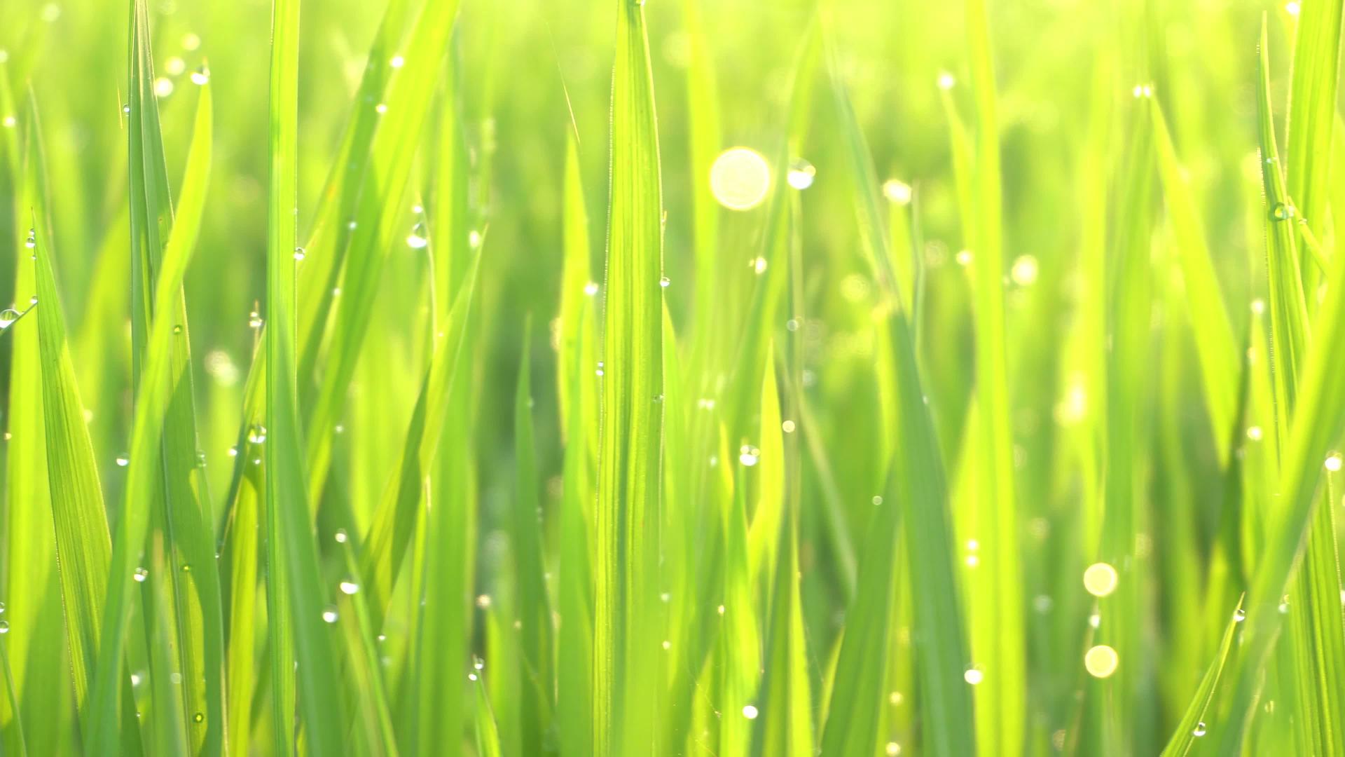 阳光和露水的绿色稻田视频的预览图