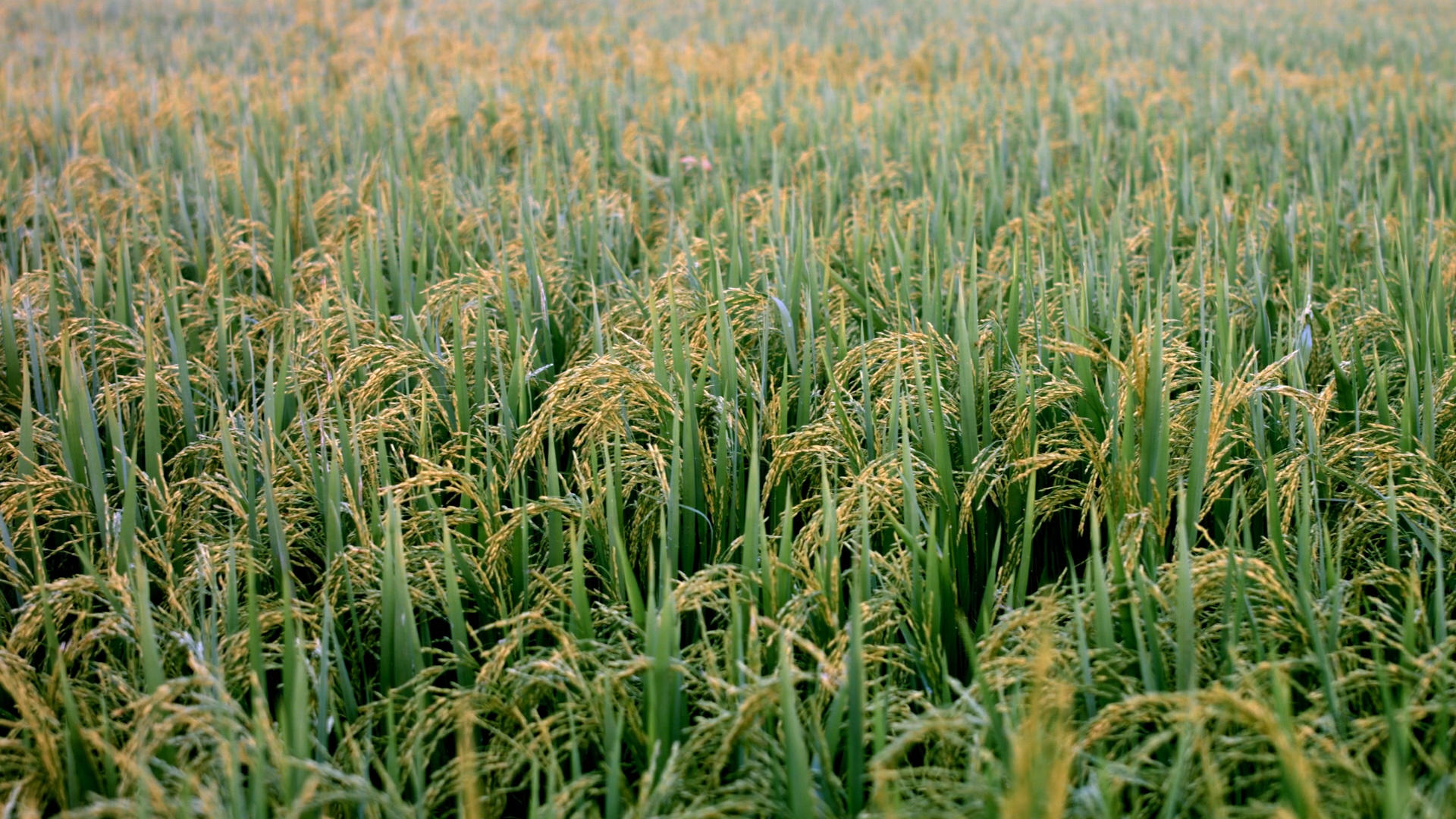 刚熟的稻谷 科学农业4K实拍视频的预览图