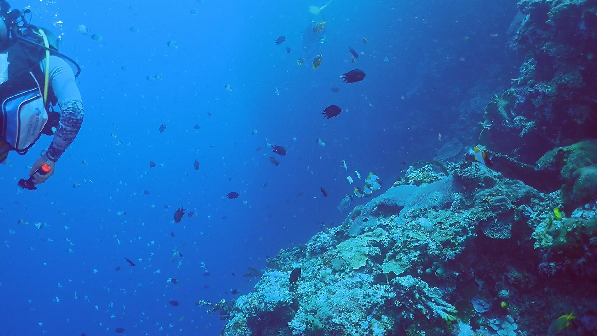4K海底实拍潜水员探秘海底世界视频的预览图