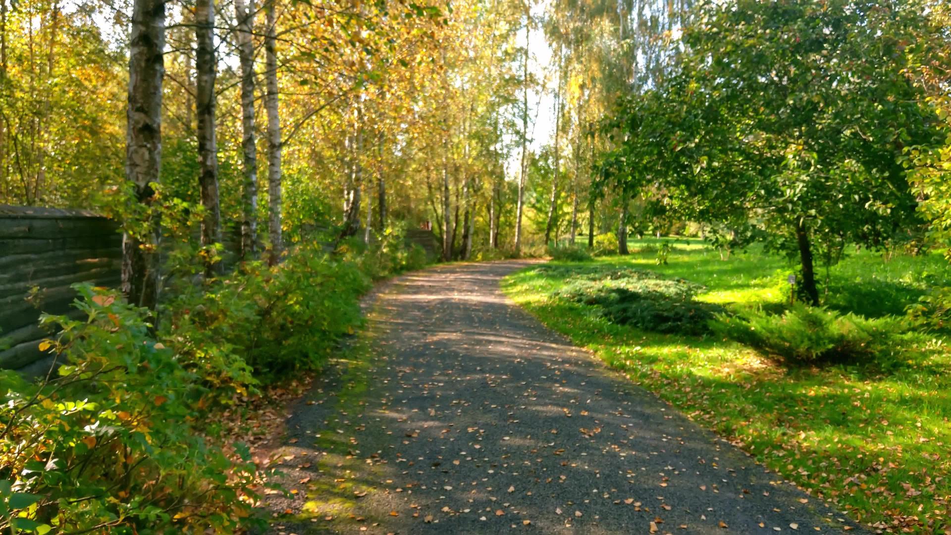初秋 沿着公园的路走视频的预览图