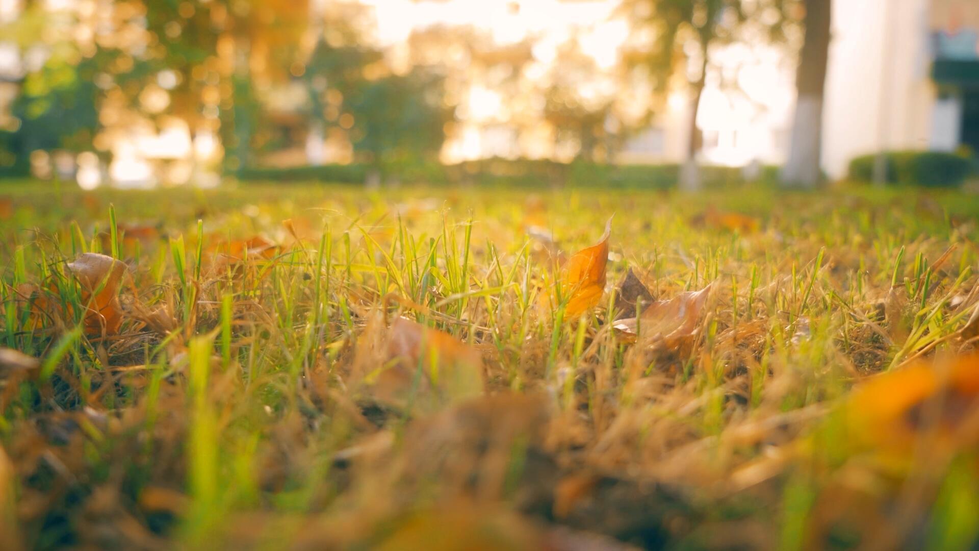 秋天夕阳下金黄色的落叶空境视频的预览图