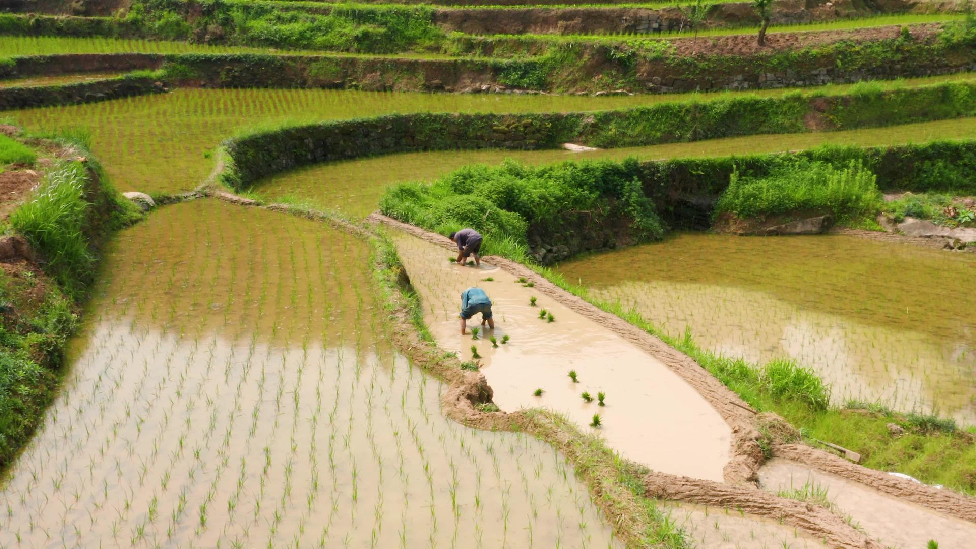 春季农忙插秧水稻4k航拍视频的预览图