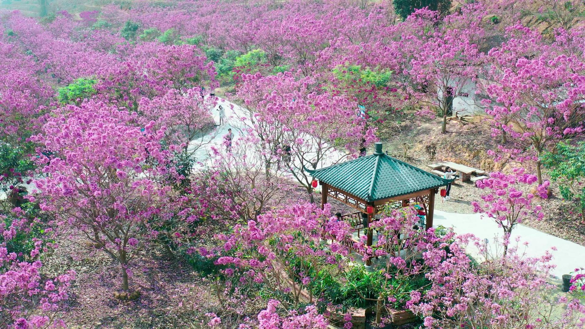 春天粉色万亩风铃花建筑视频的预览图