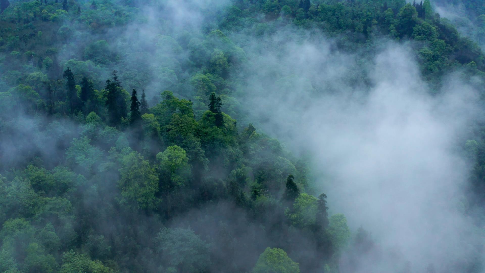 4k航拍森林云雾缭绕青山绿水视频的预览图