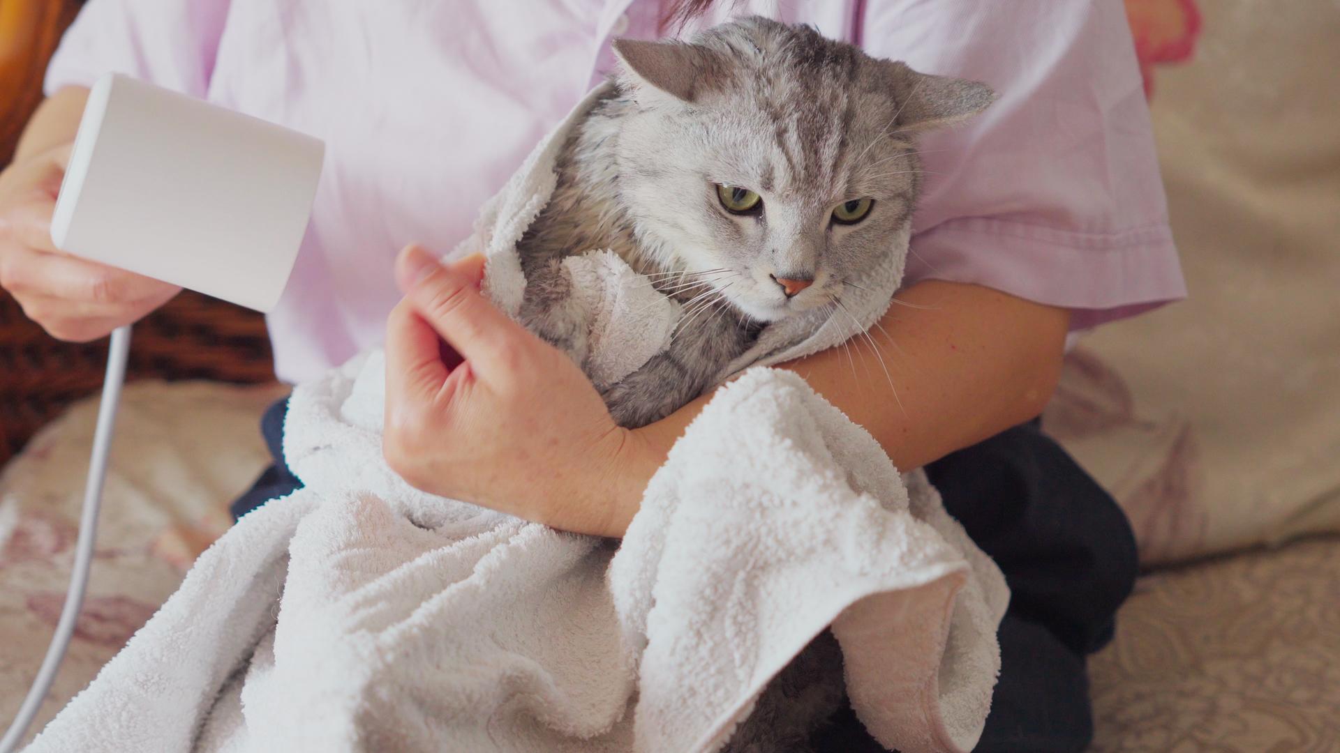合集猫咪洗完澡吹干视频的预览图